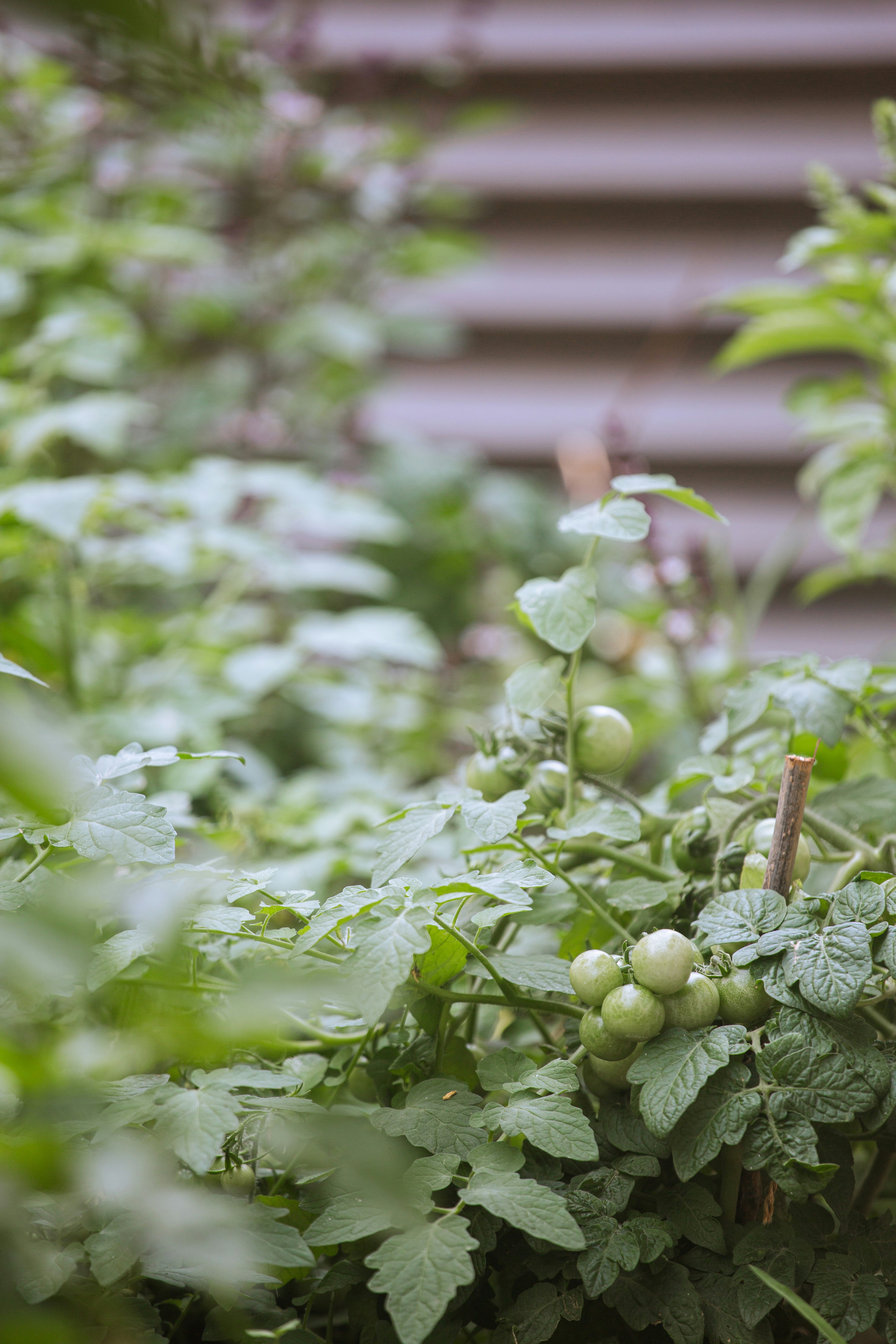 Green tomato plants with unripe tomatoes growing in a garden