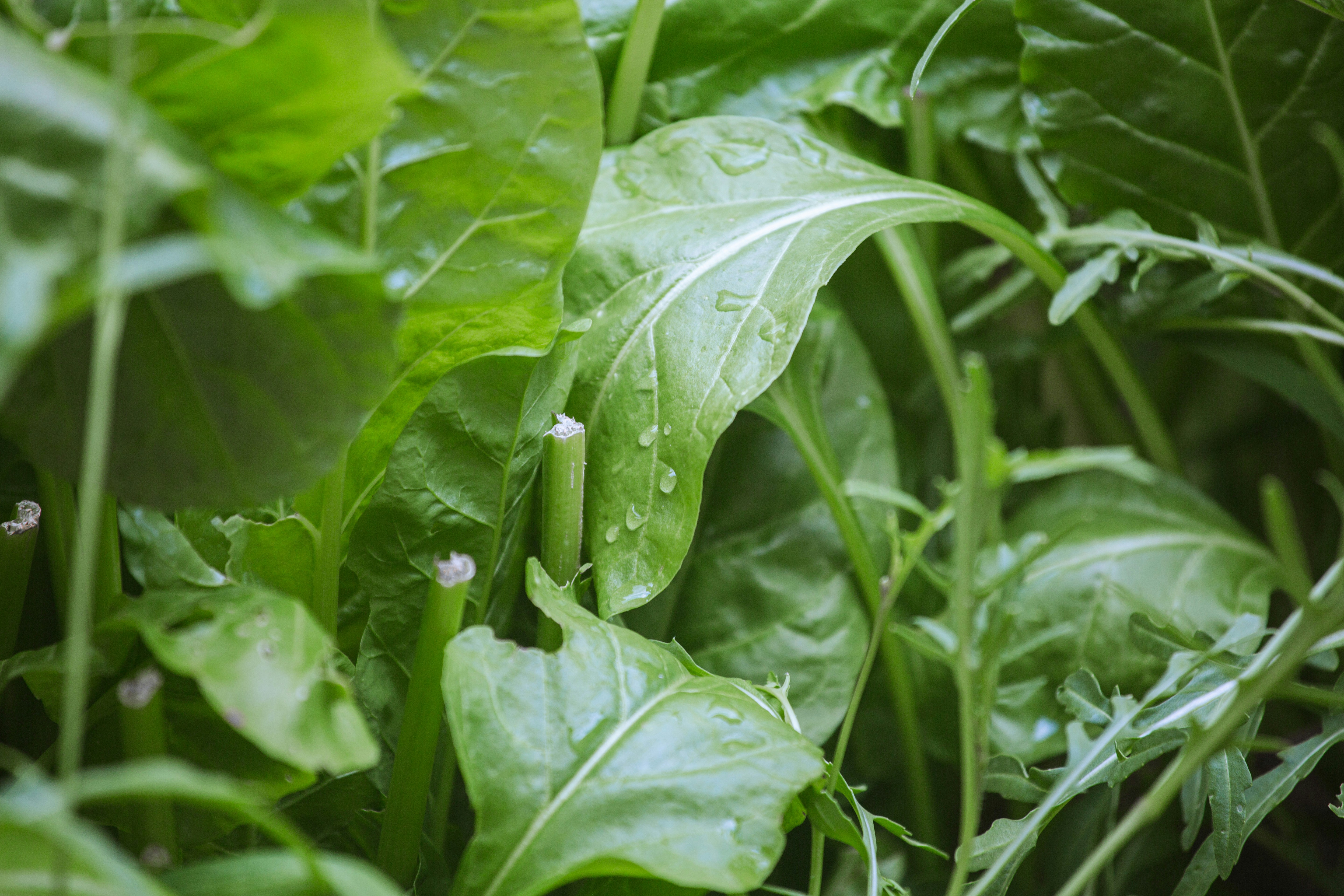 コートジボワール北部で食べられる2種の野生葉菜、栄養成分と植物化学成分を比較した研究