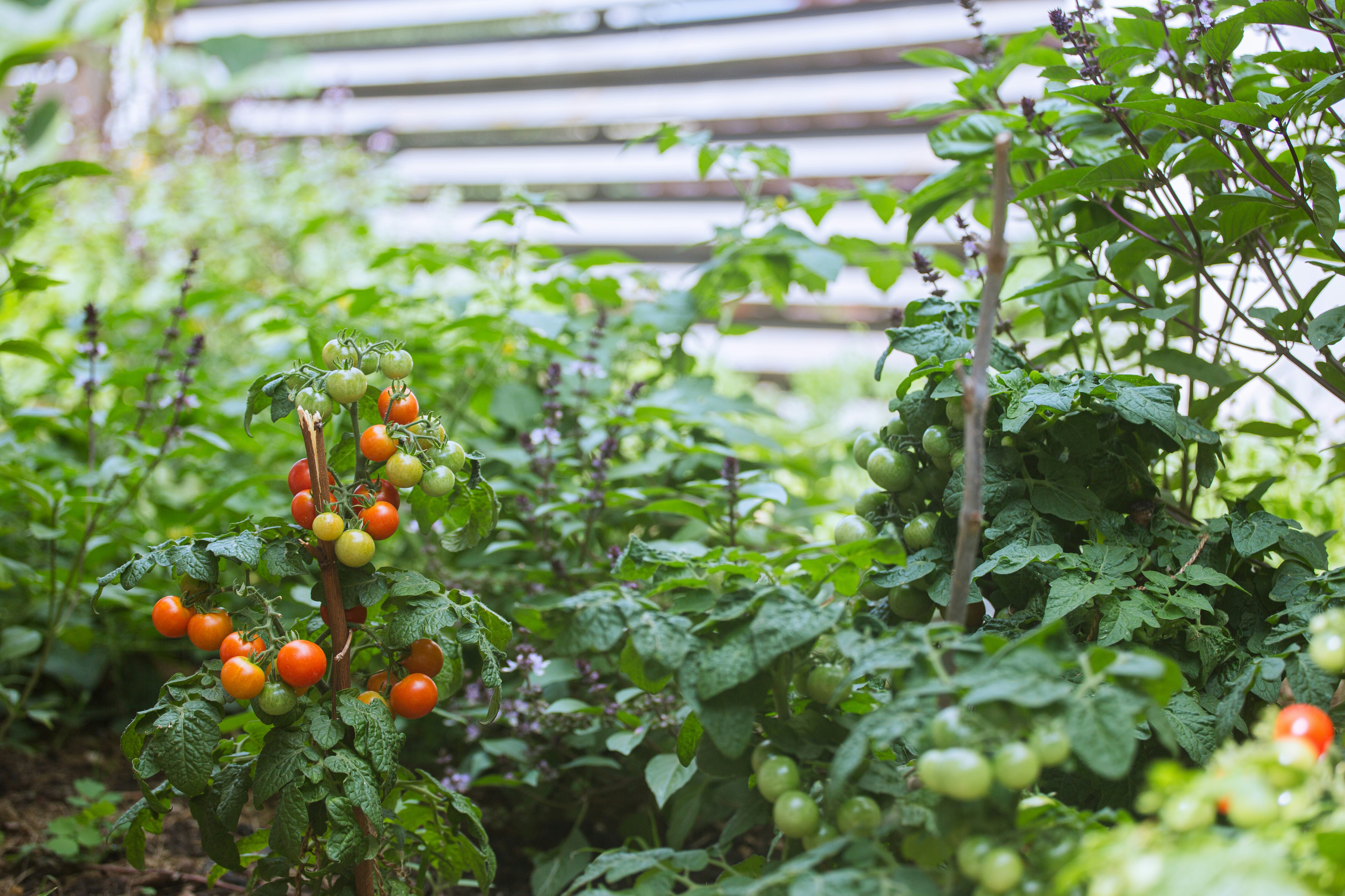 Ripe and green tomatoes growing in a lush garden