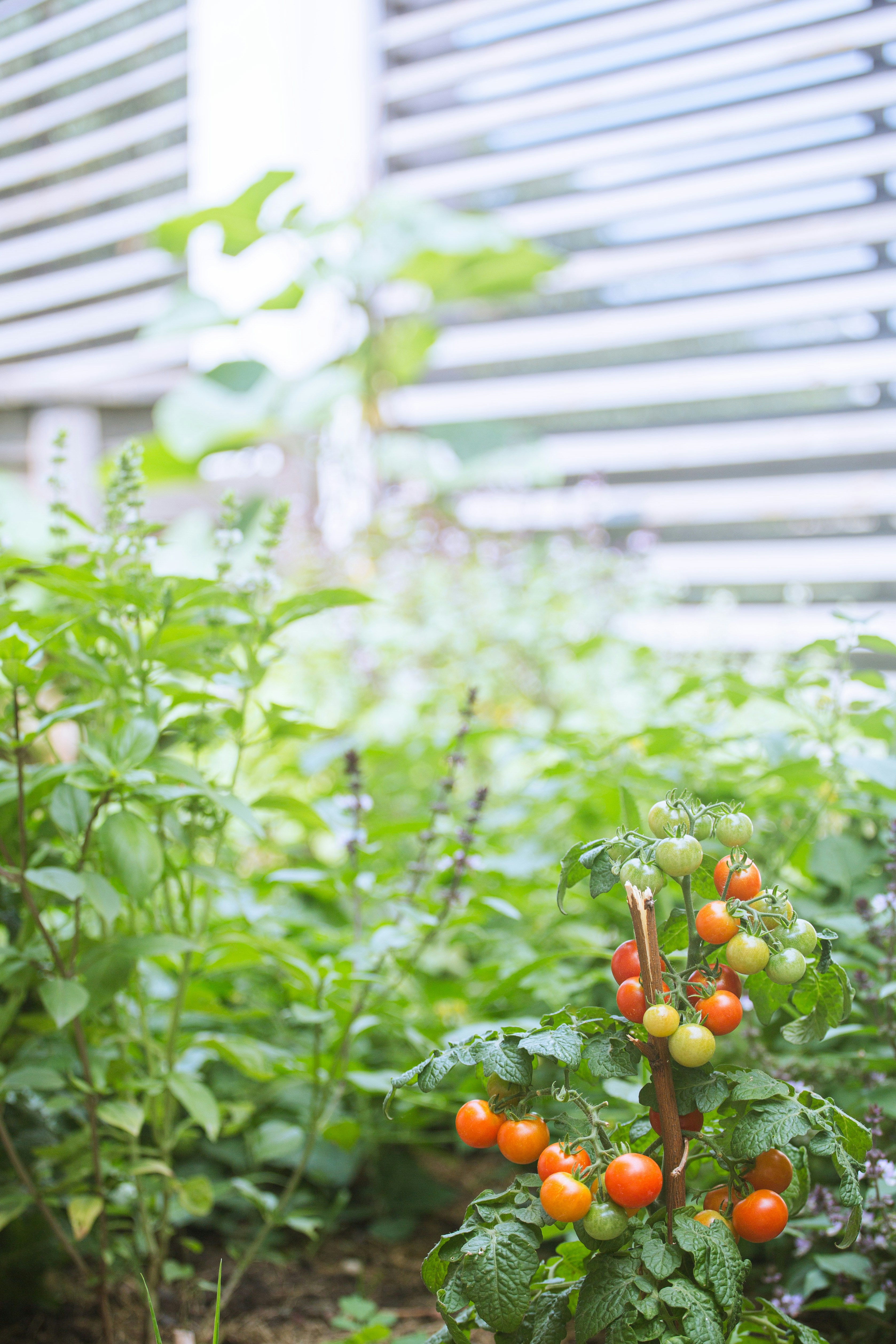 Companion Planting Chart: What to Plant Next to Tomatoes, Peppers, and Squash