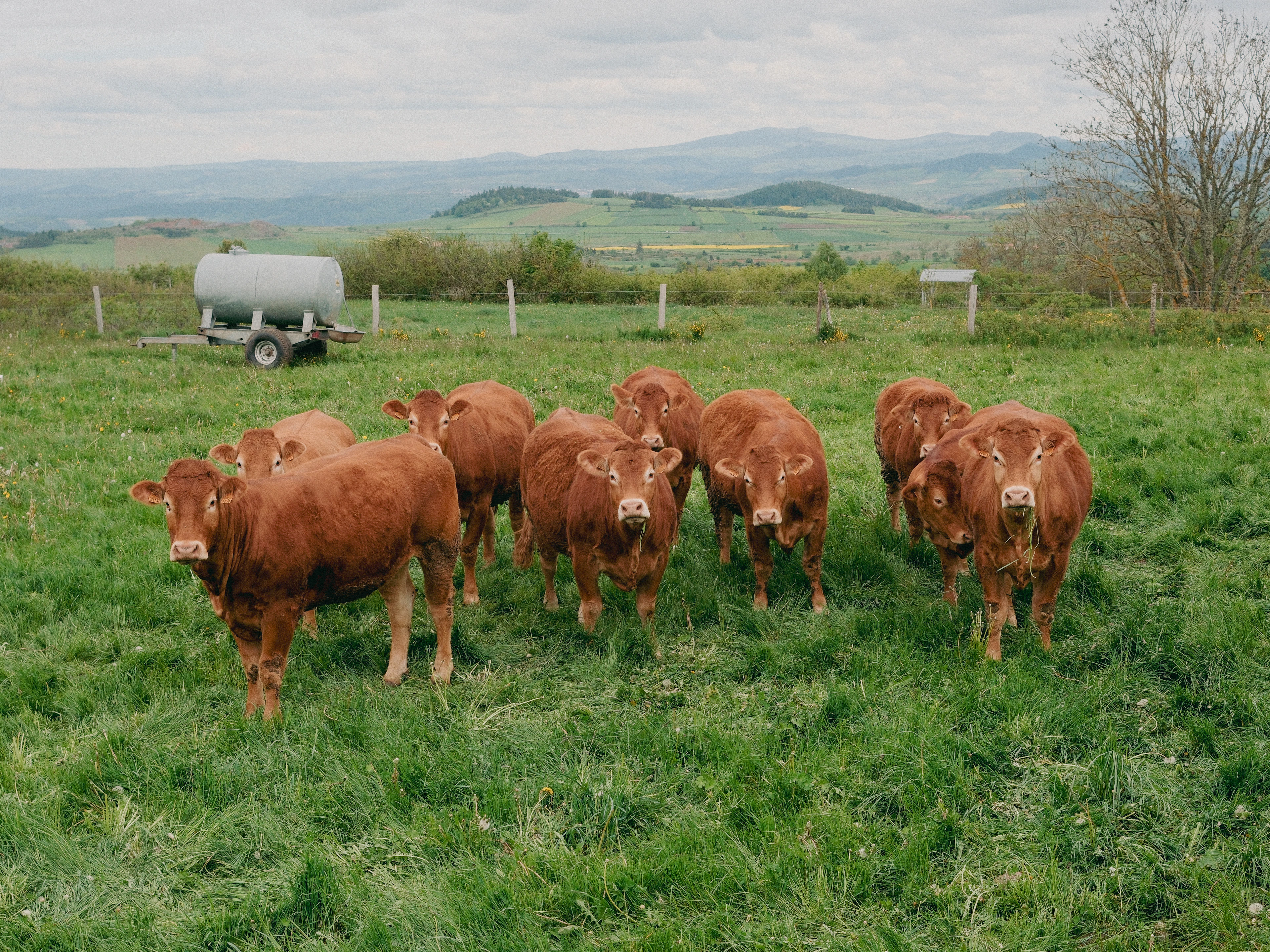 Foto aus Limousin