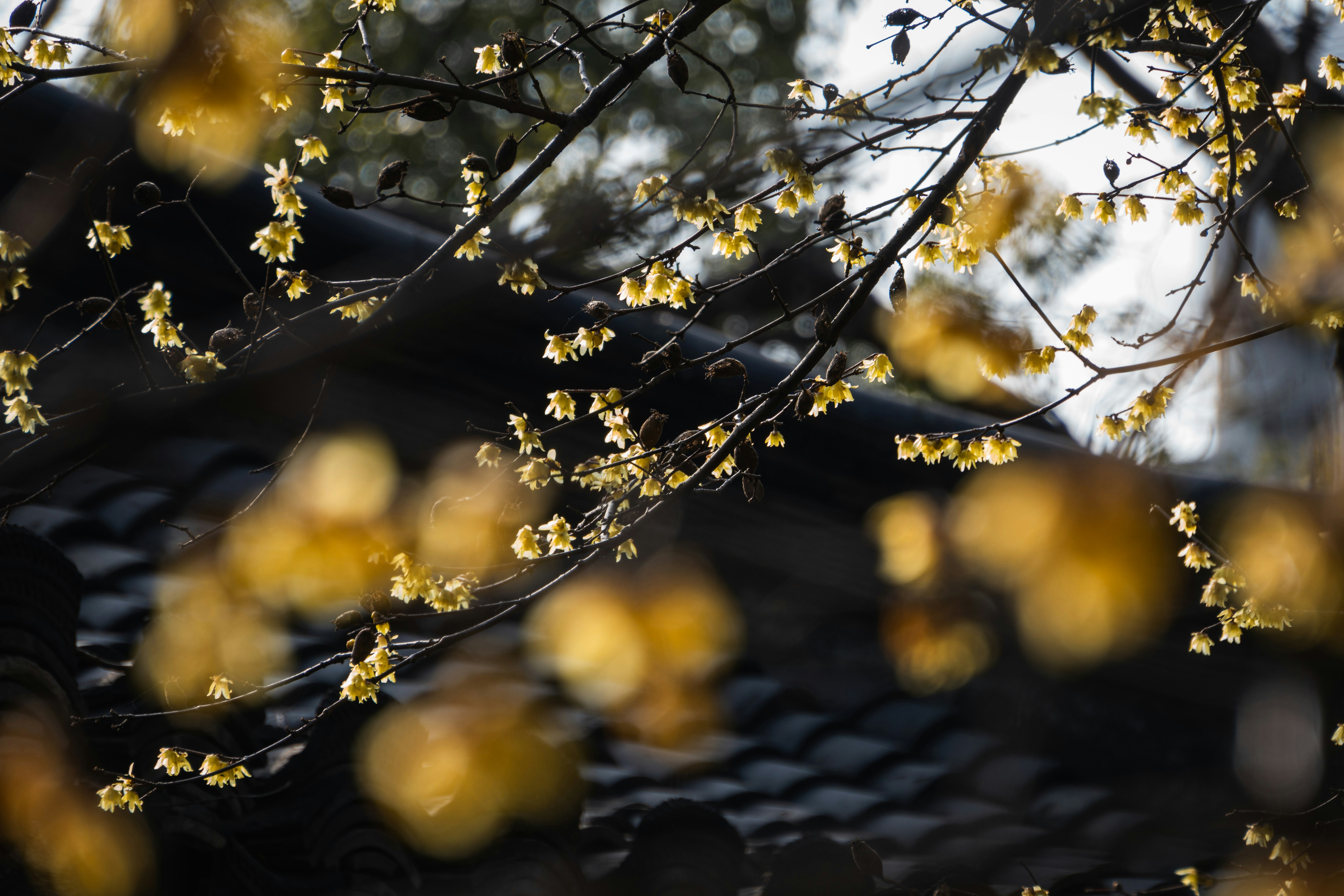 Flores amarillas floreciendo en las ramas sobre un tejado oscuro de tejas