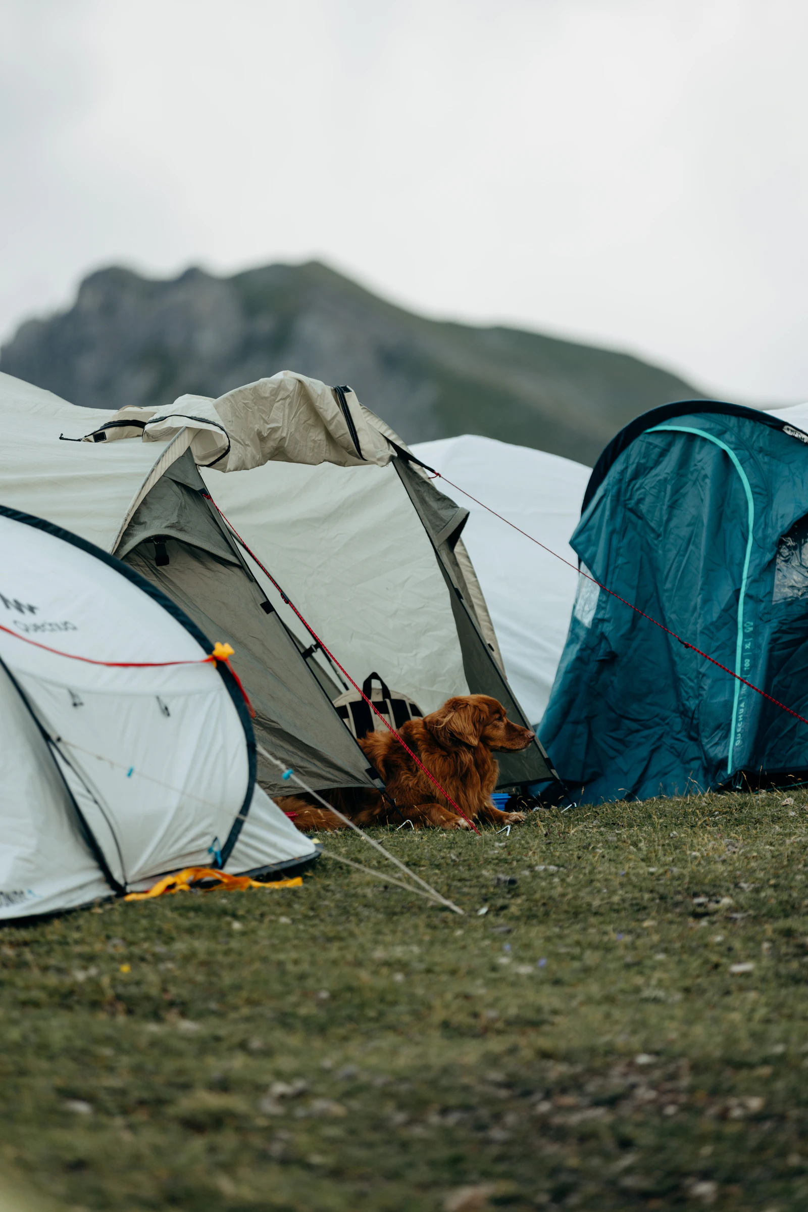 Perro tumbado descansando entre tiendas de campaña en un camping