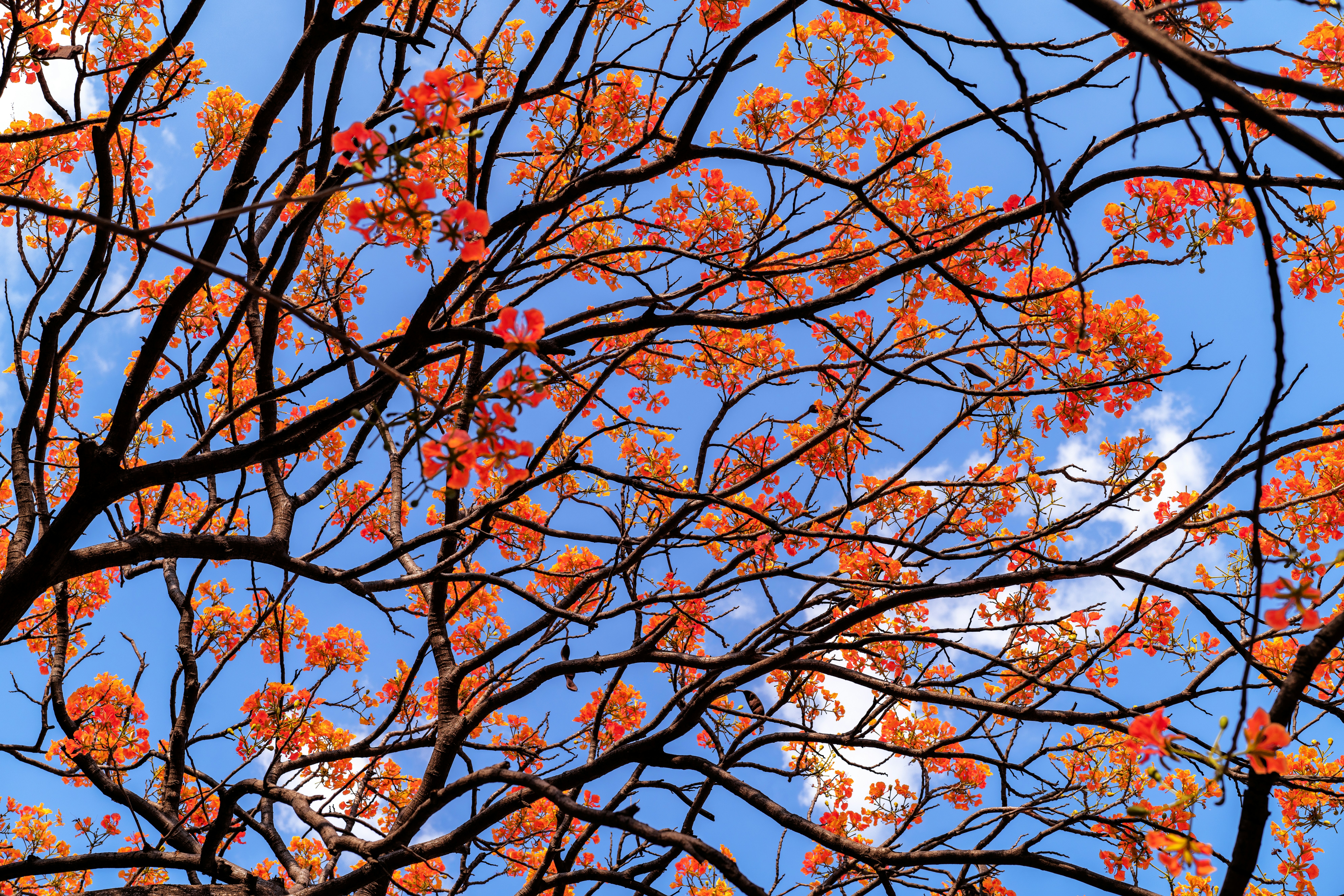 Tree branches with orange flowers against a bright blue sky.