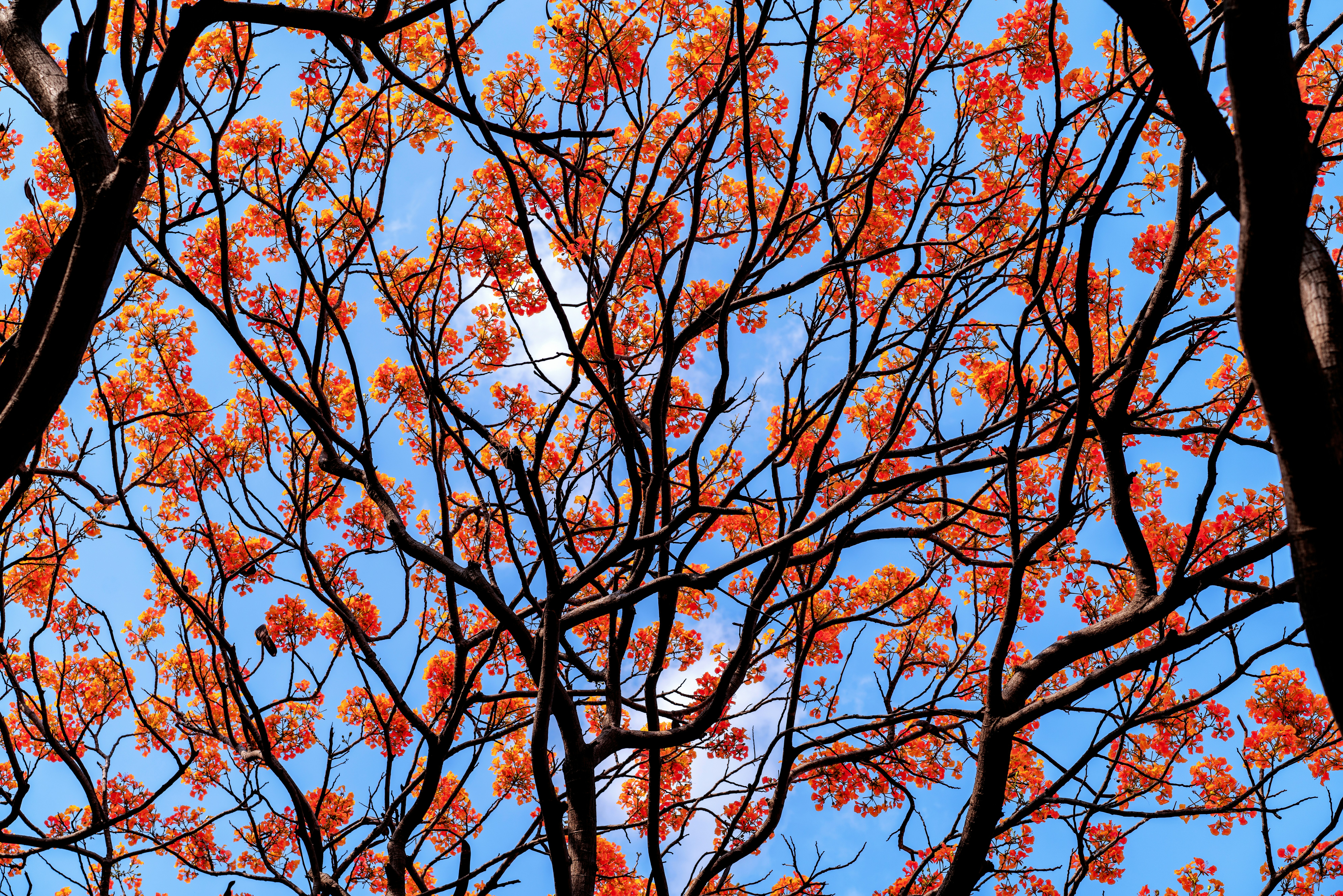 Tree branches with vibrant orange blossoms against blue sky.