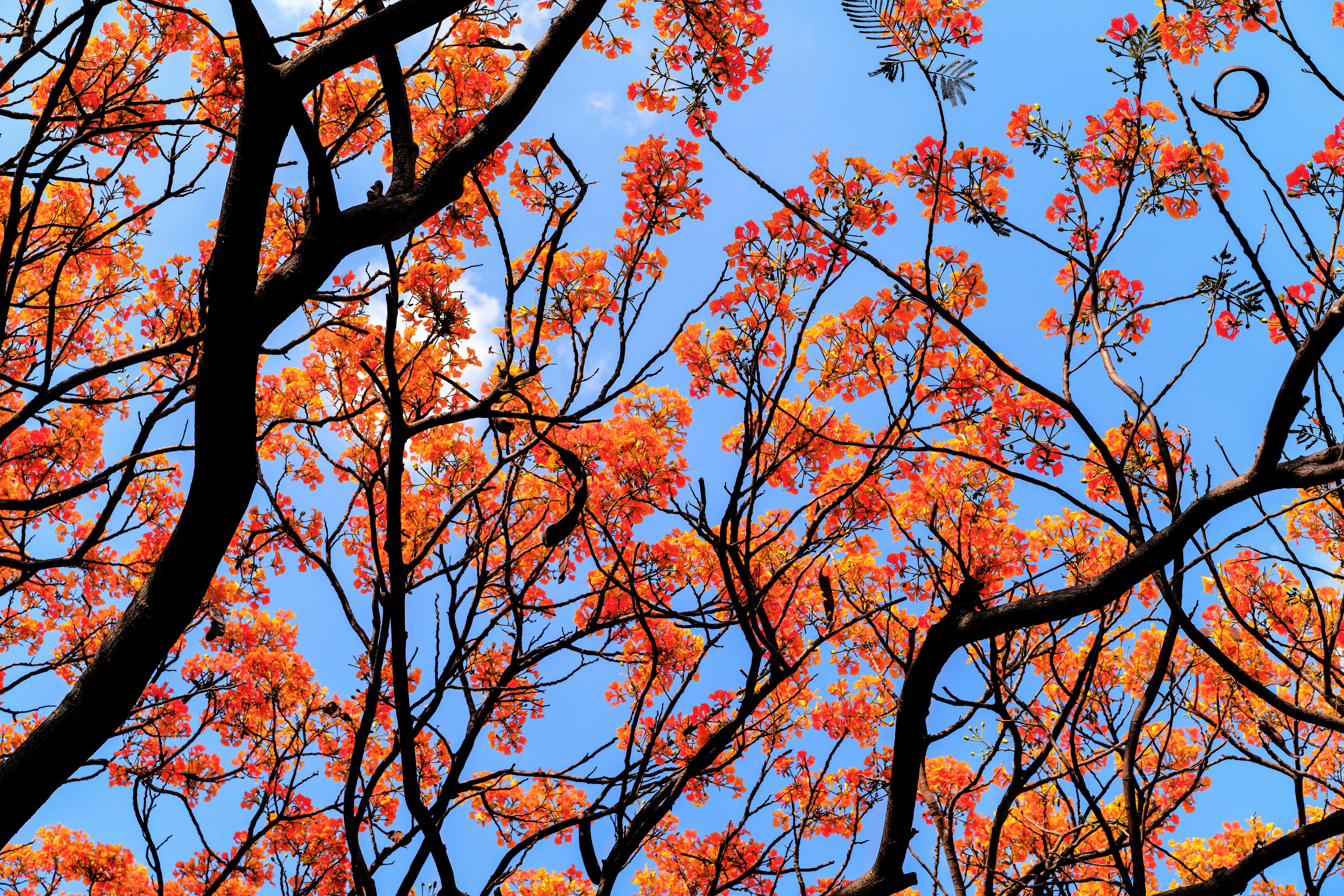 Orange flowers and dark branches against a bright blue sky.