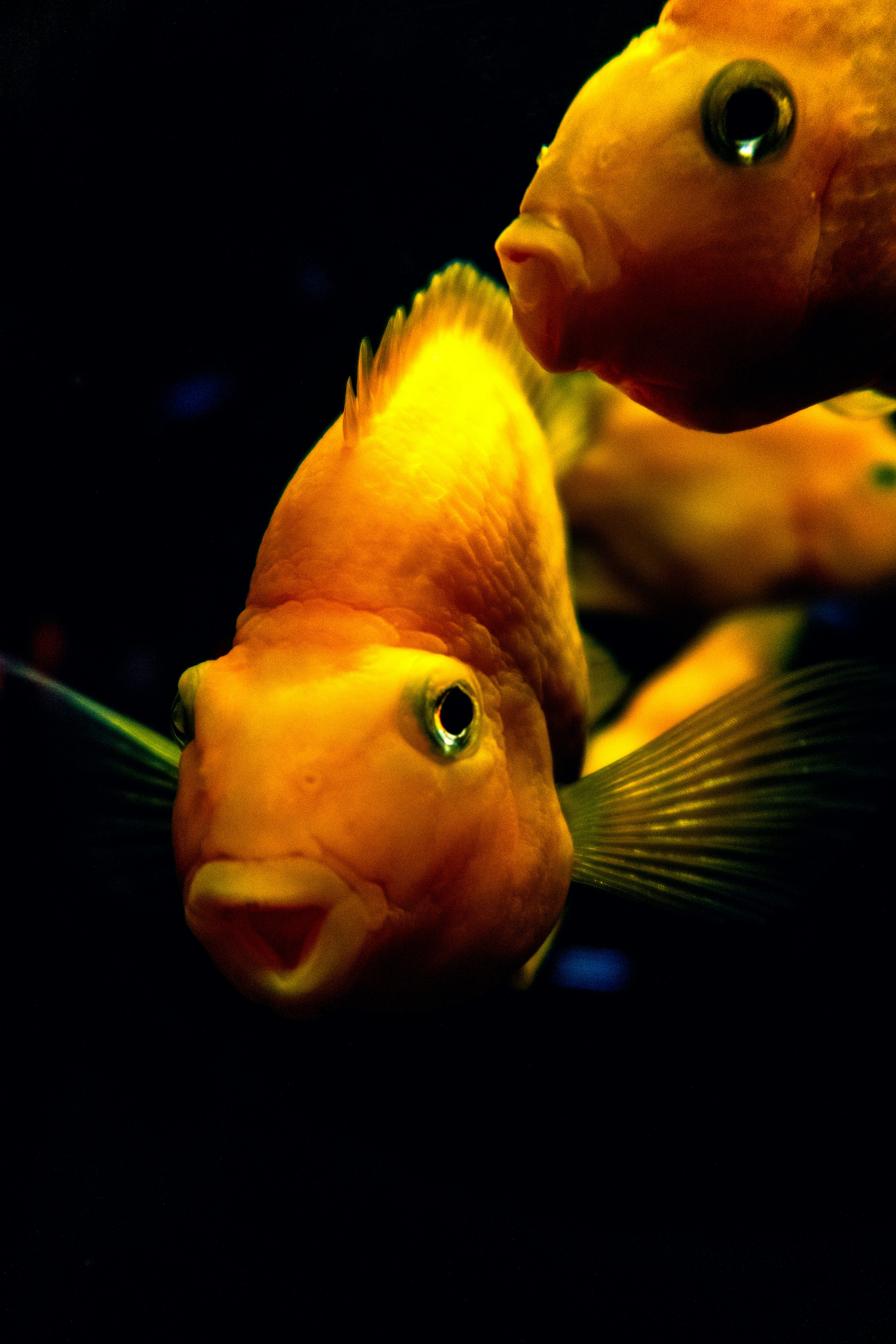 Vibrant orange fish with open mouth in dark water.