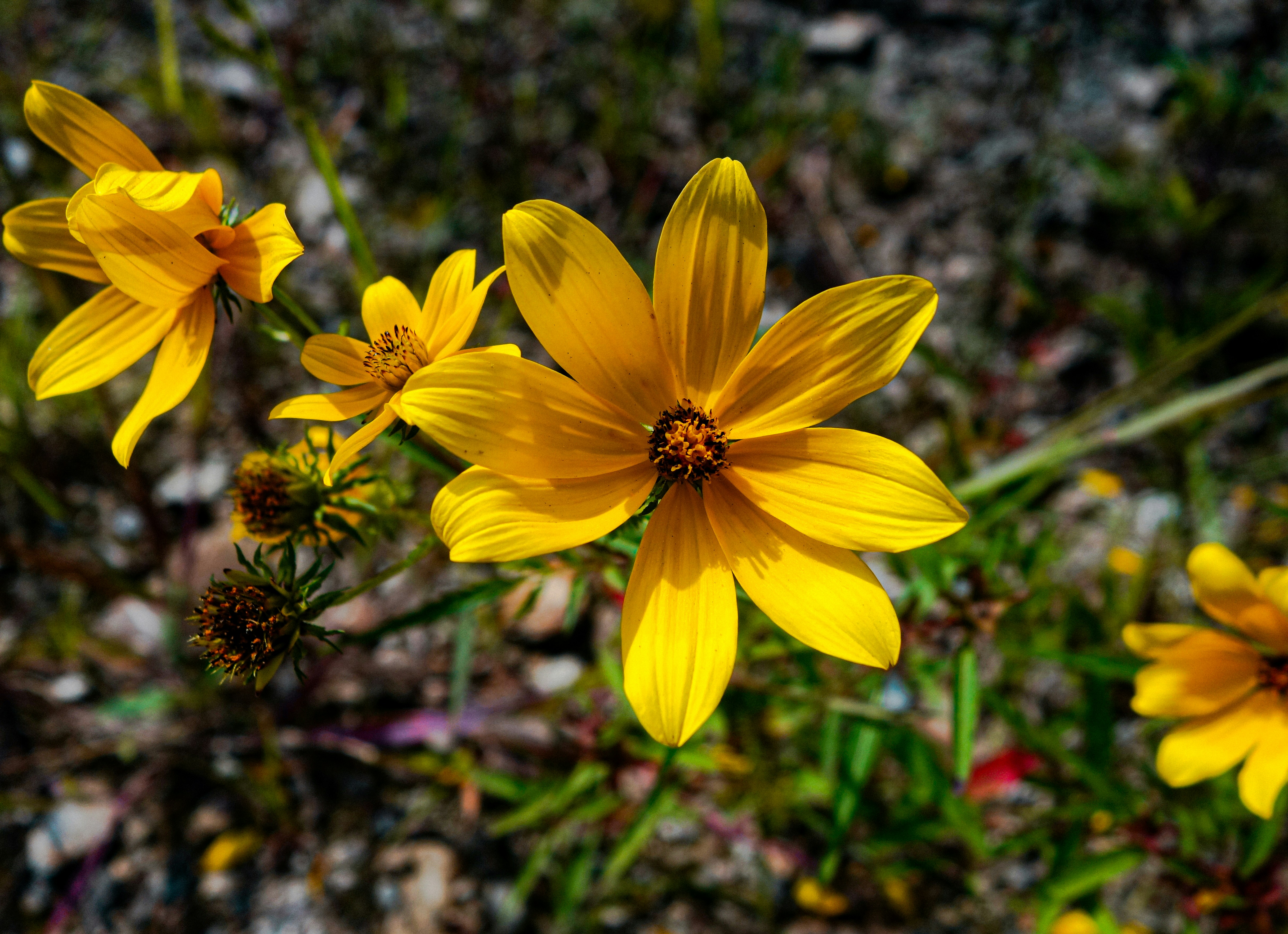 Roots, Wings, and Wildflowers: Danville Homeowners Are Turning Their Yards Into Living Ecosystems