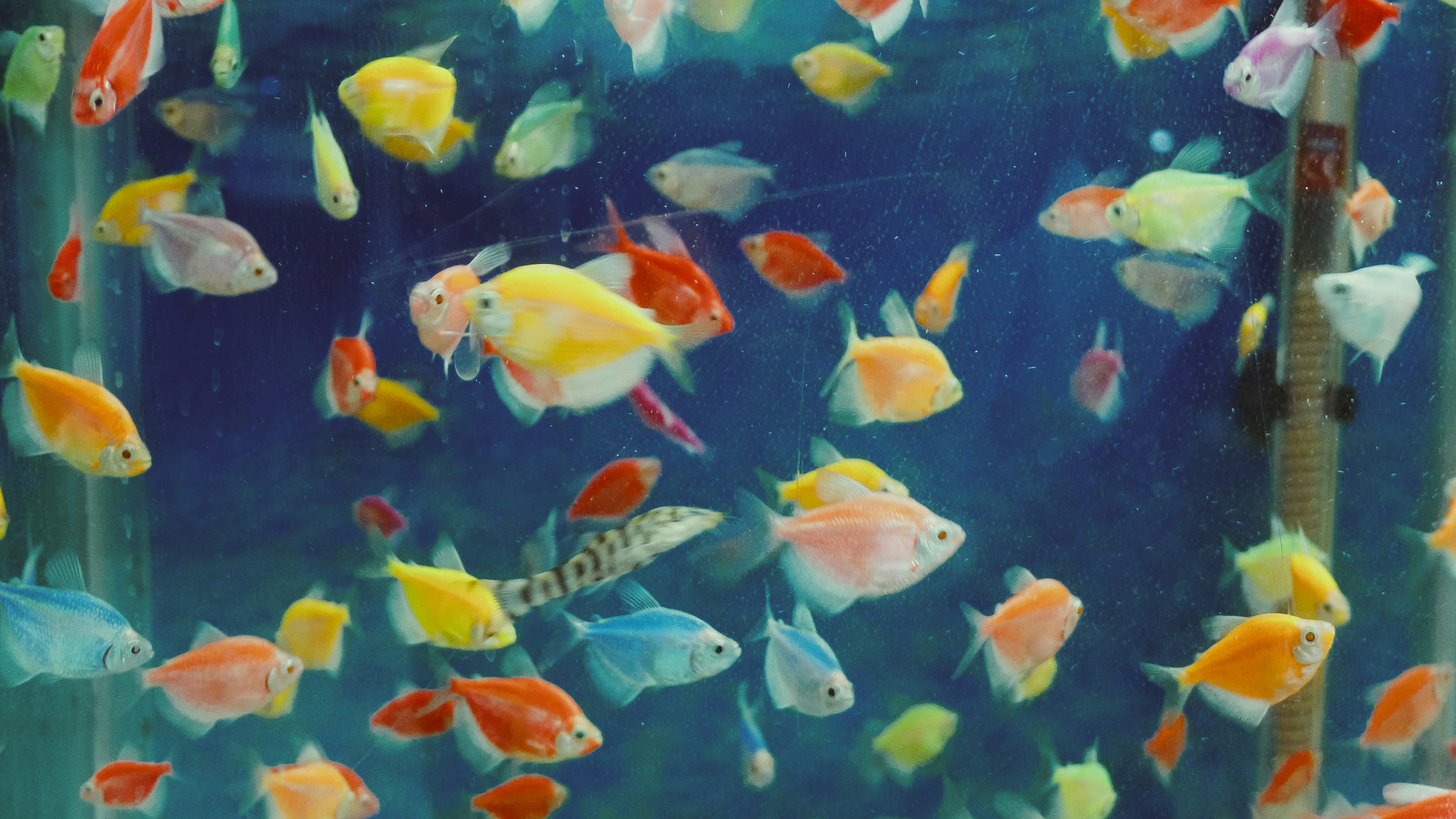 Many colorful fish swimming in a tank