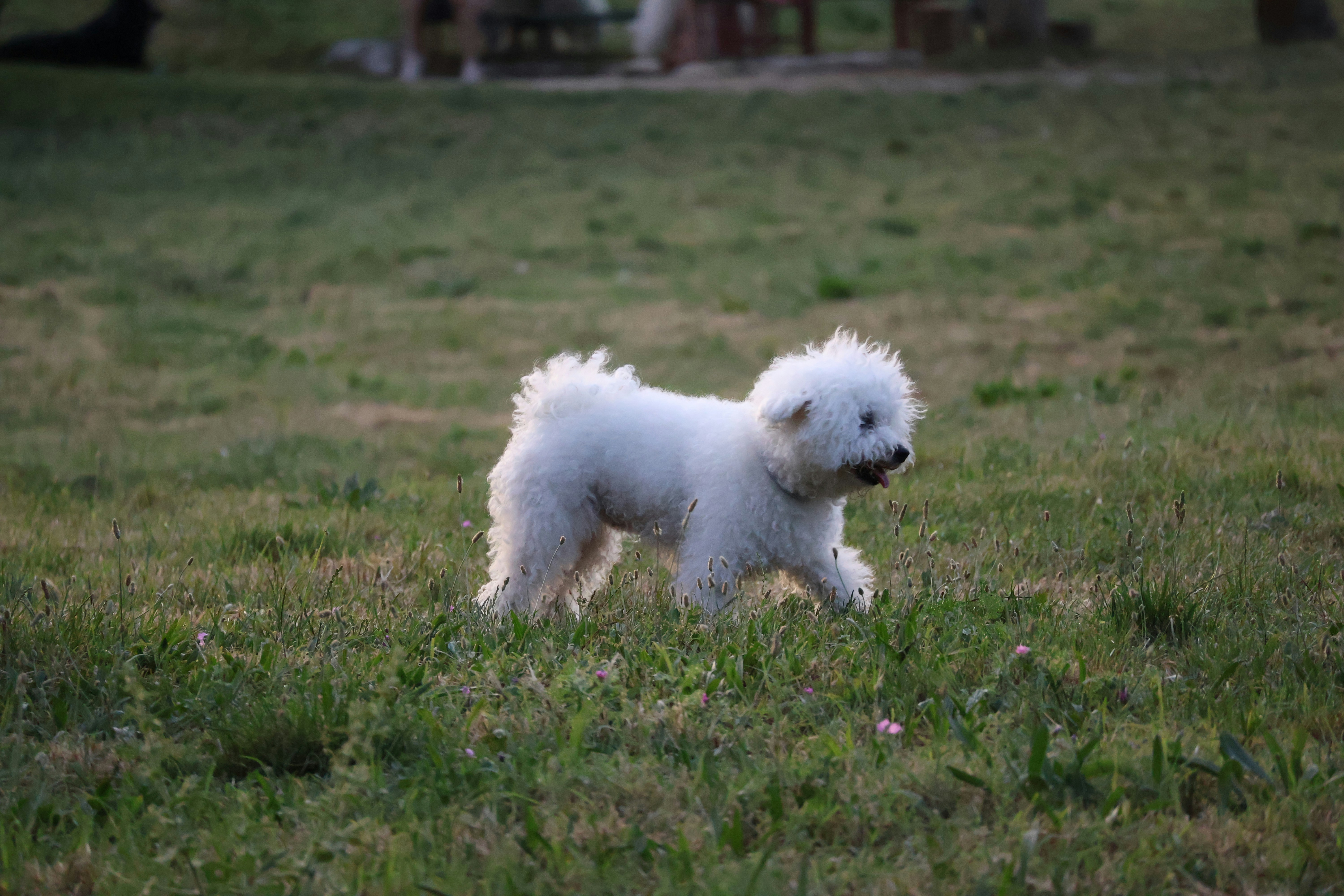 White fluffy dog walking on green grass