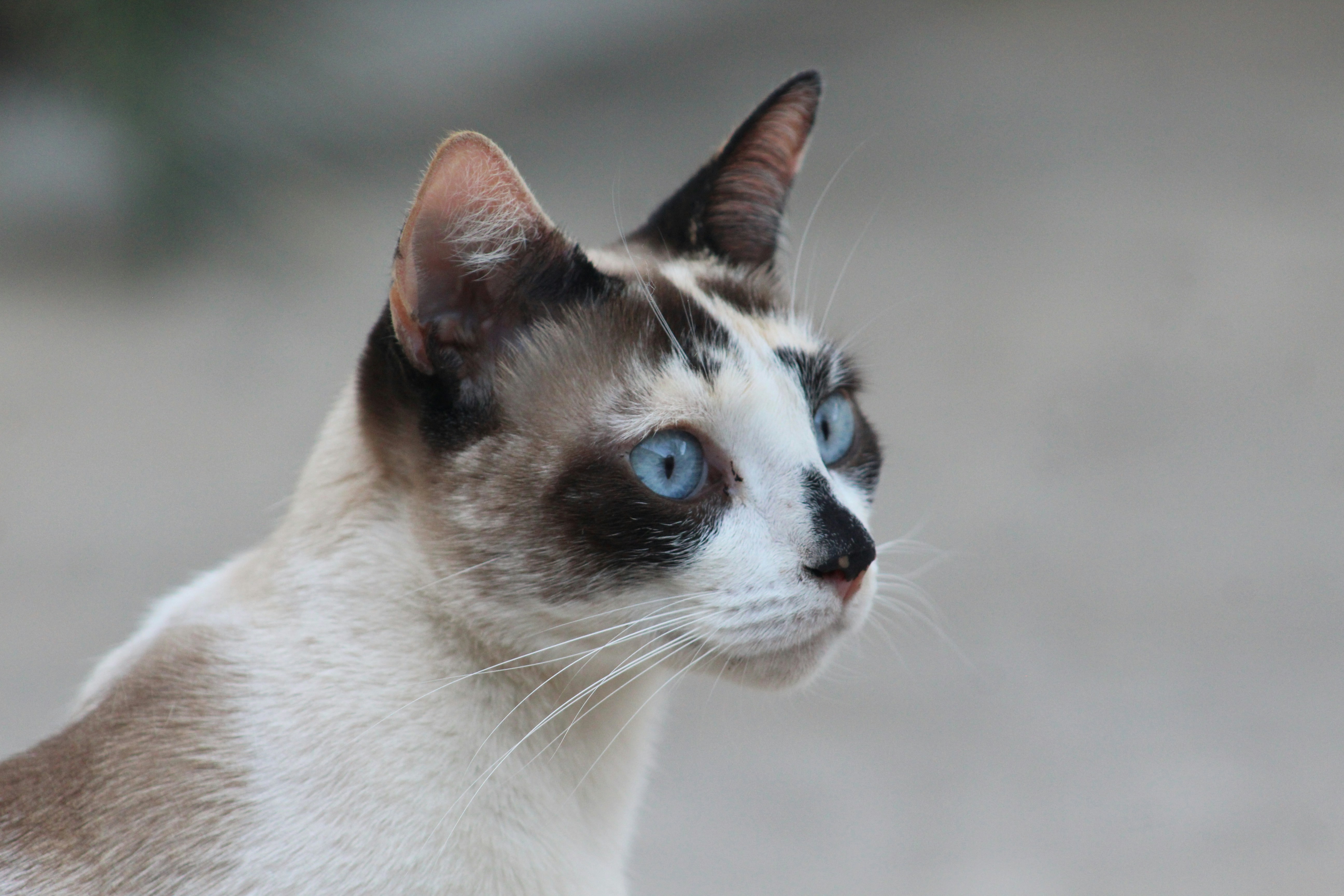 White and brown cat with bright blue eyes.