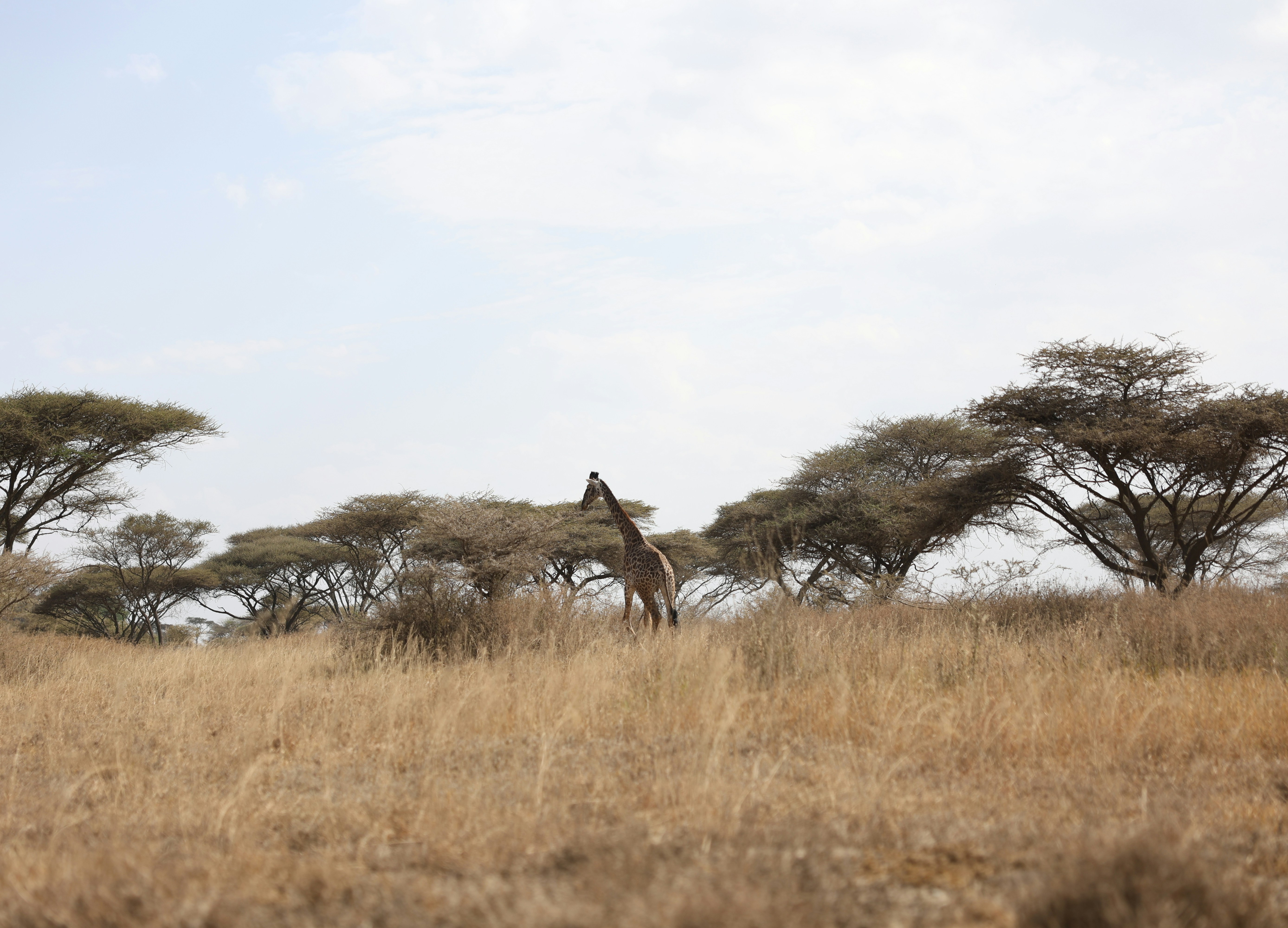 Lodge de toile sous les acacias du Serengeti