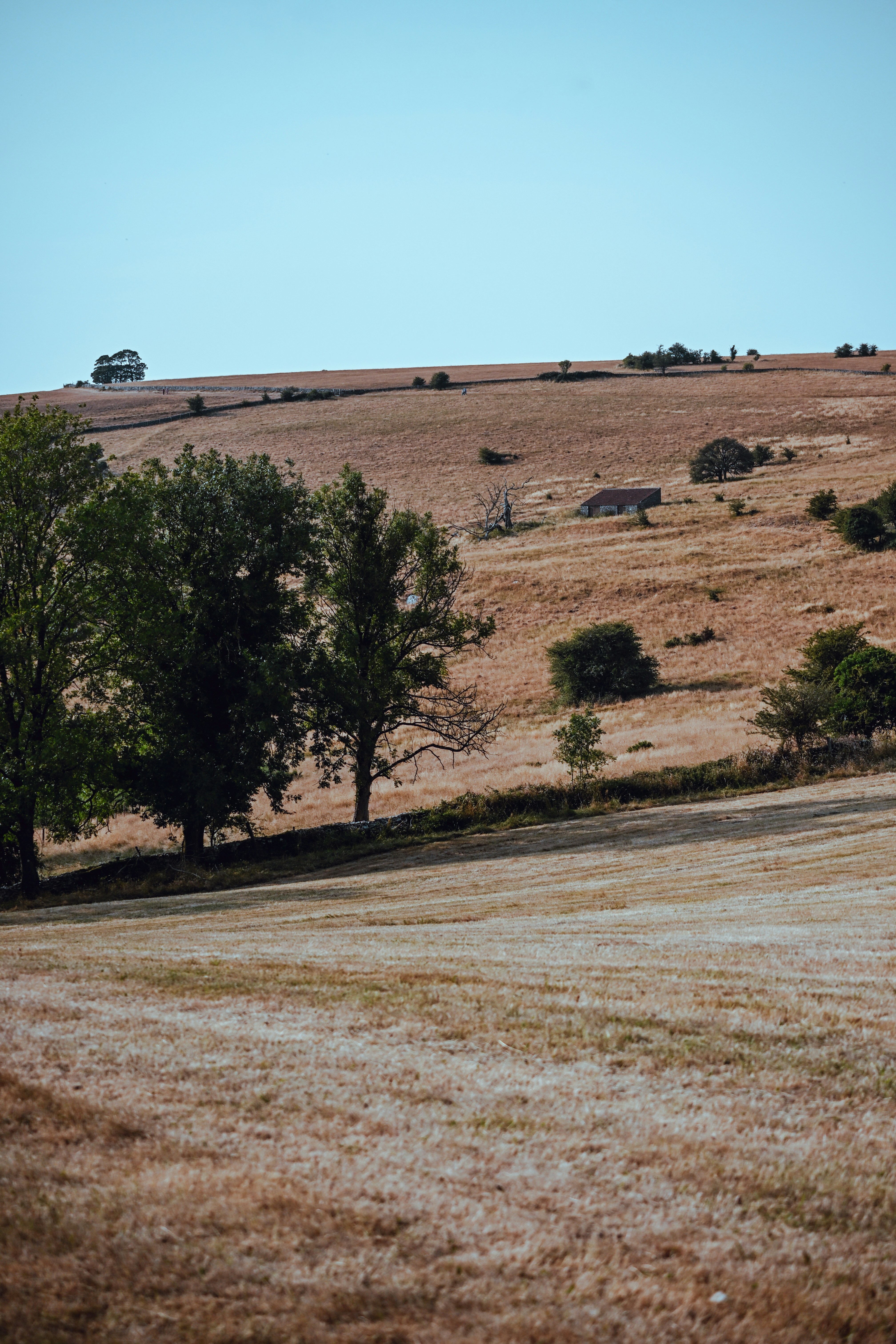 Brown hilly landscape with scattered green trees