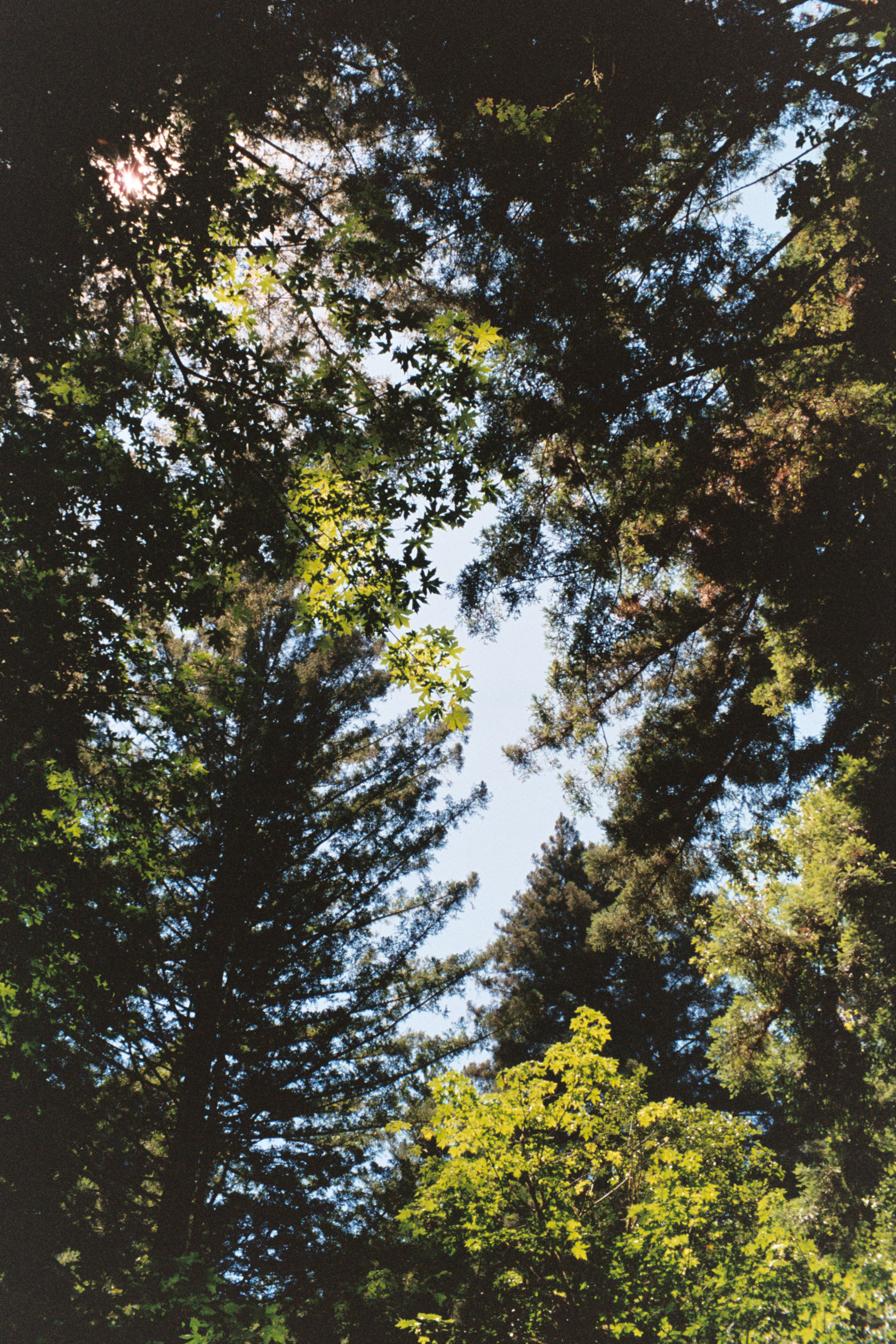 Looking up through tall green trees towards the bright sky