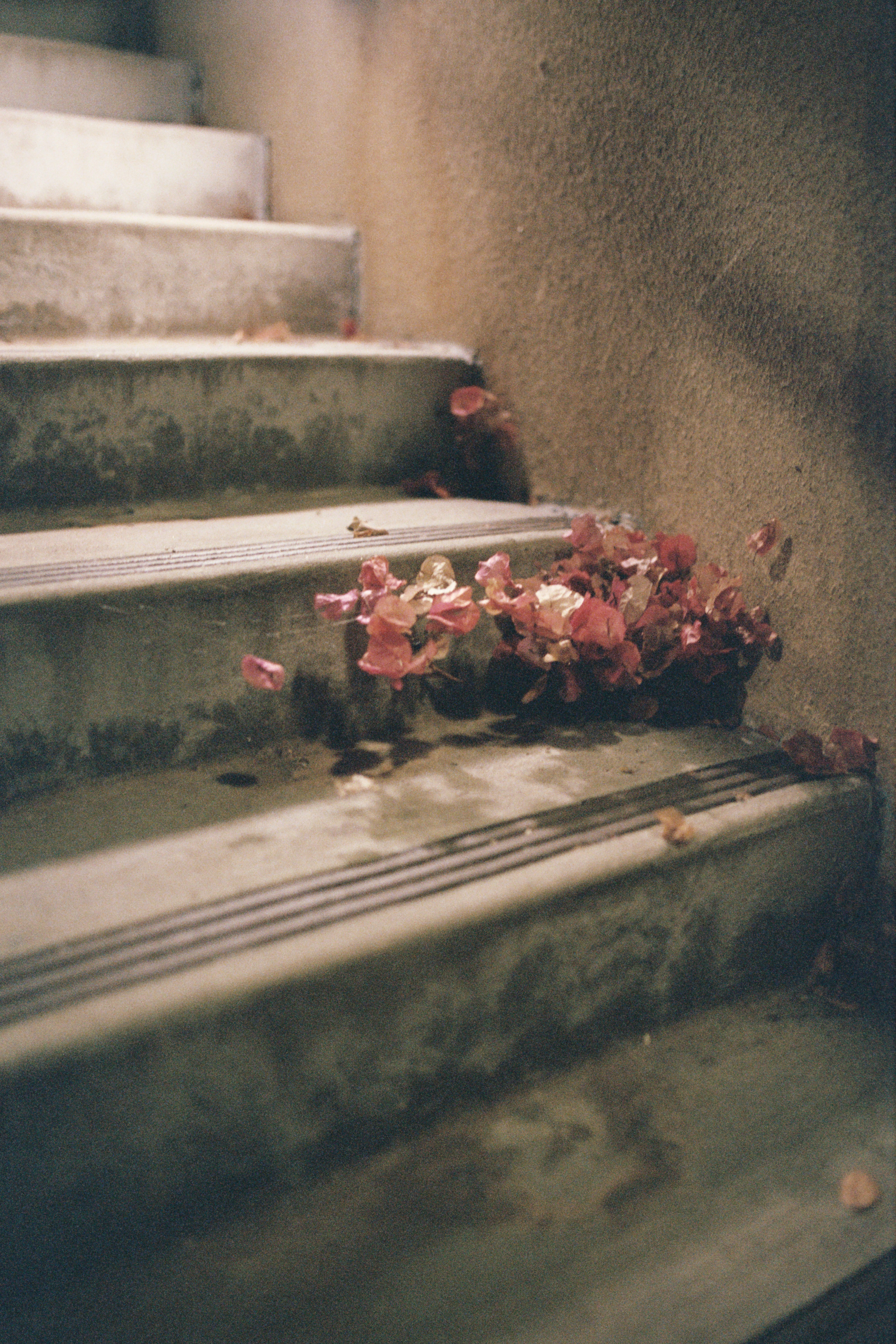 Concrete stairs with scattered red flower petals