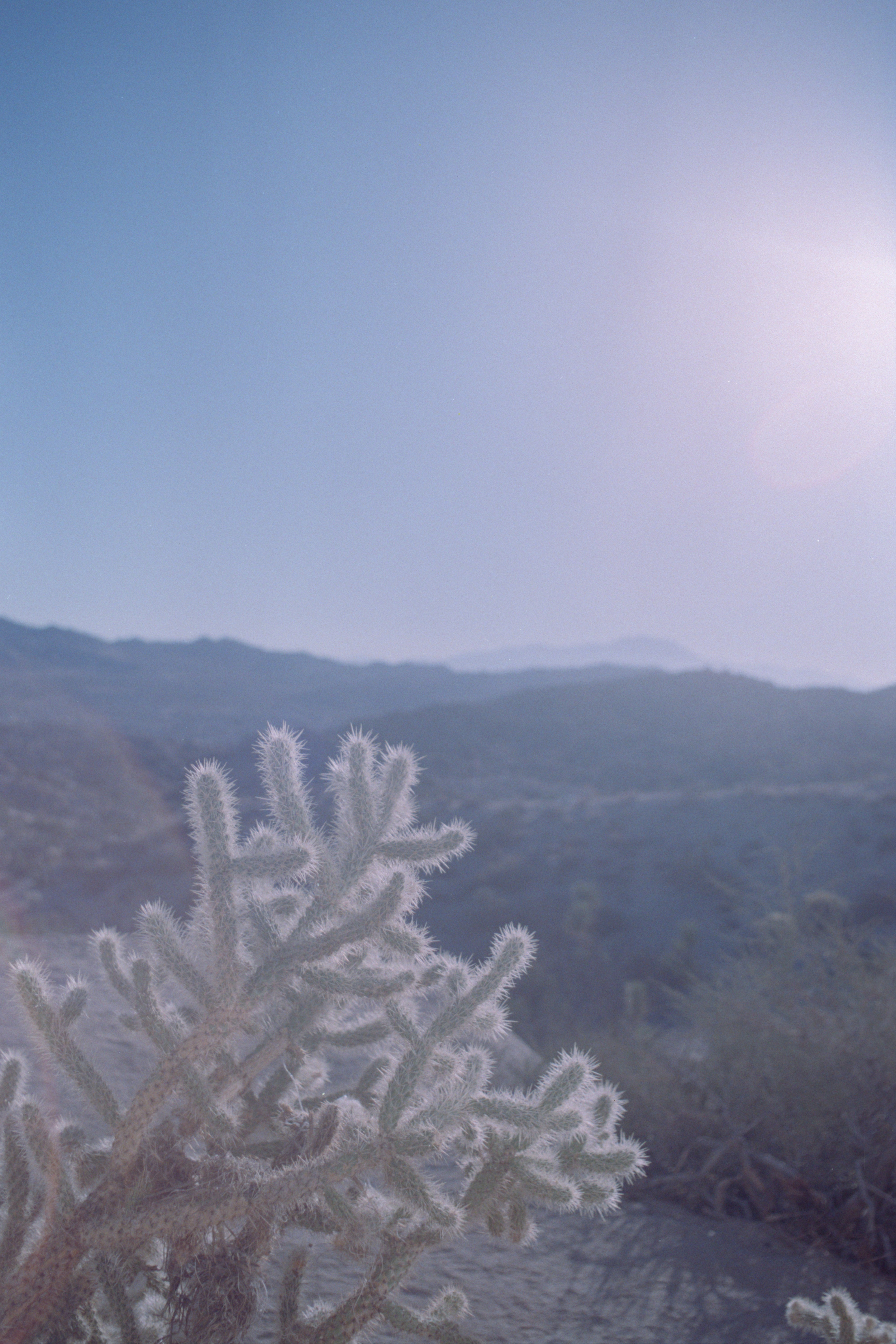 Sunlit cholla cactus in a vast, hazy desert mountain landscape