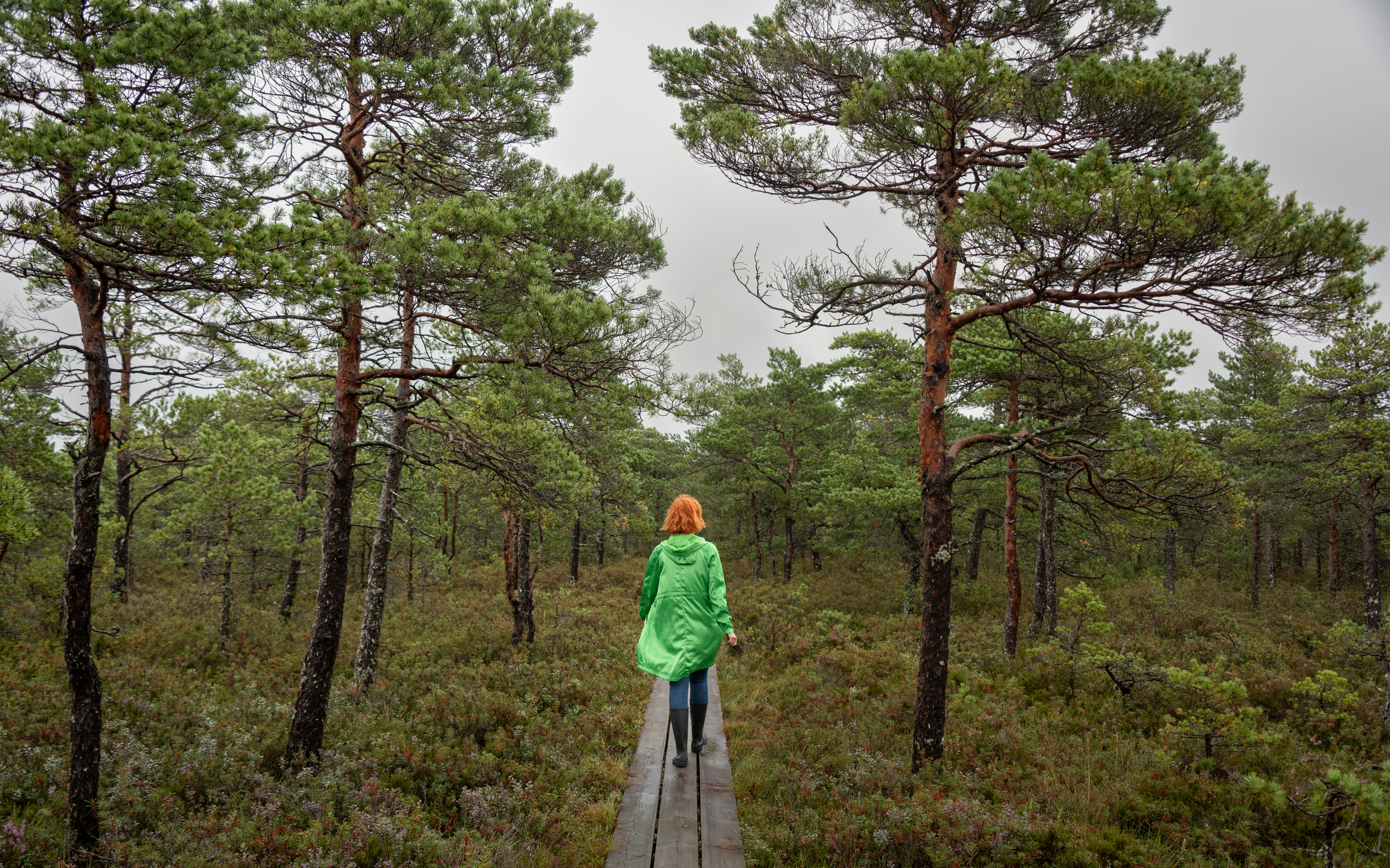Woman walks on wooden boardwalk through a green forest