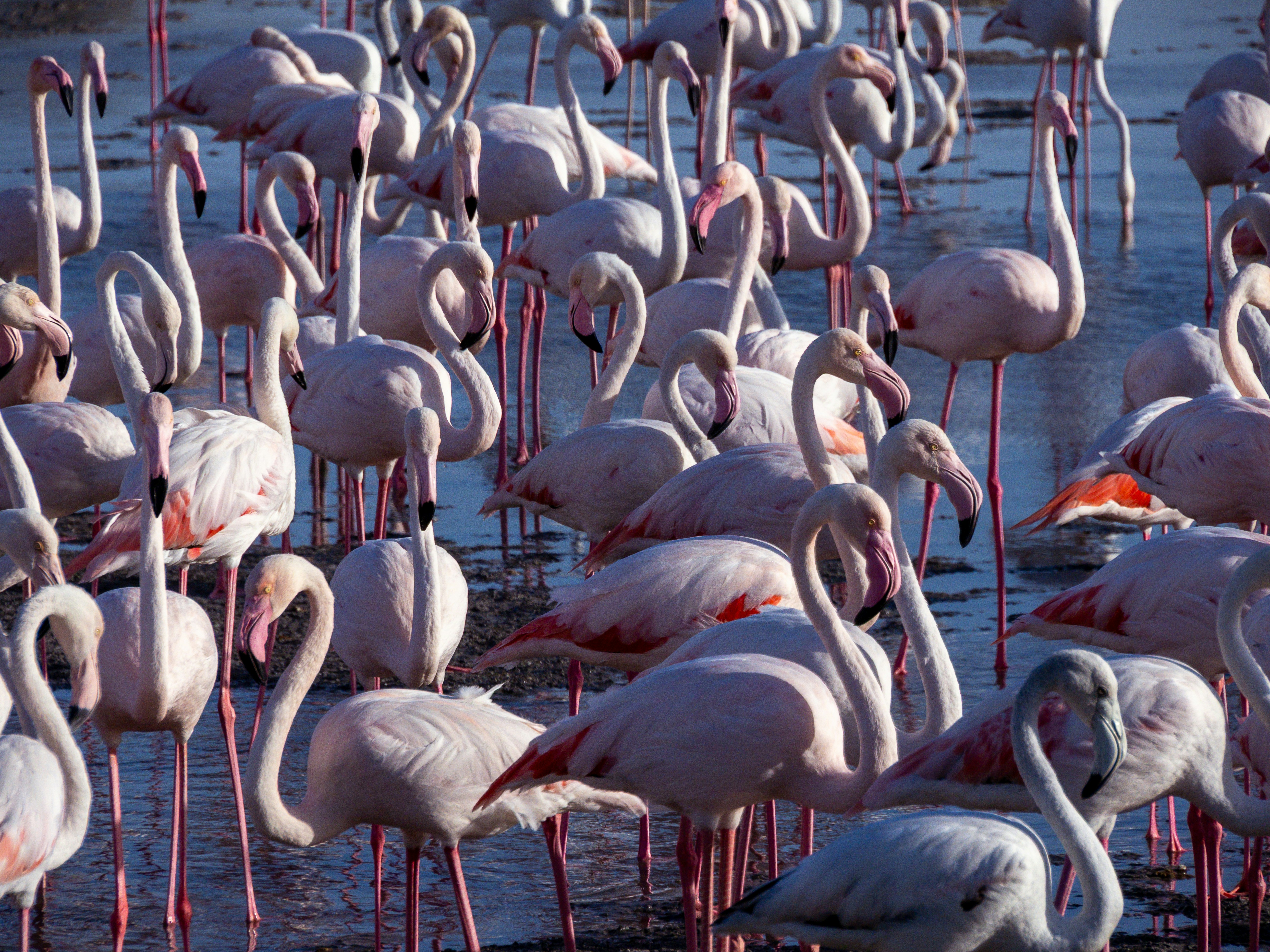 A large flock of pink flamingos wading in shallow water