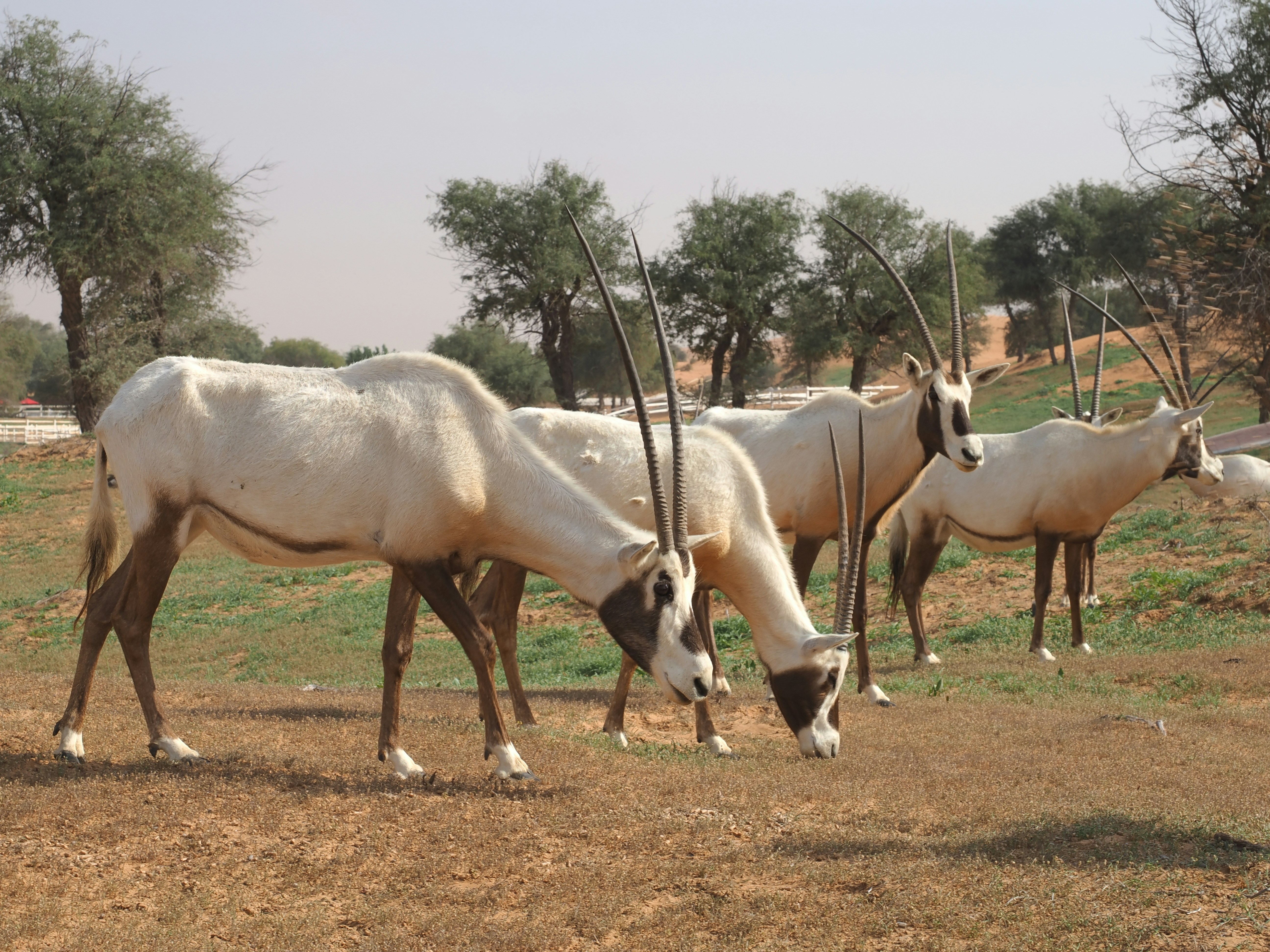 White oryx with long horns grazing in a dry field