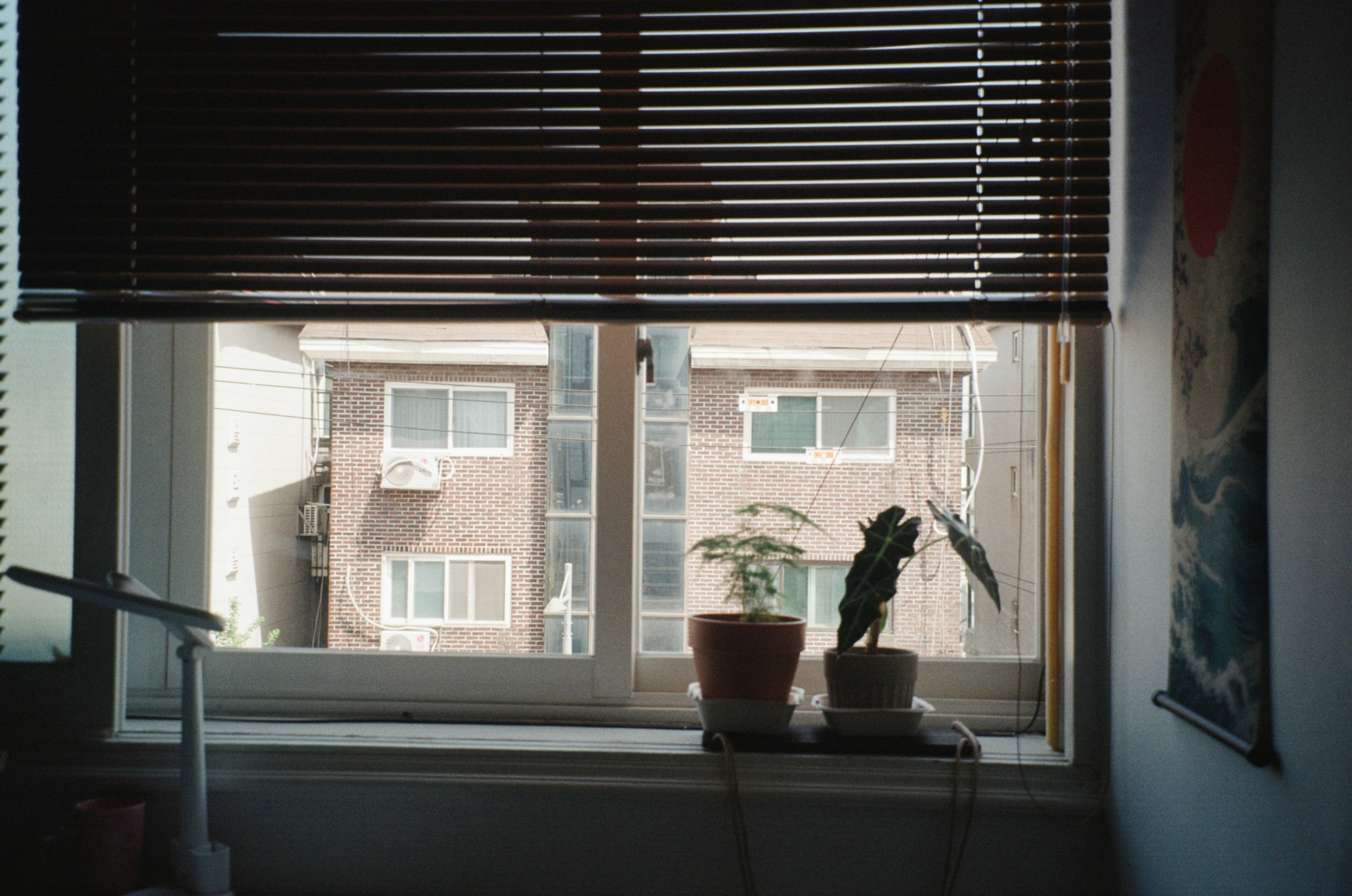 Potted plants on a windowsill overlooking a building