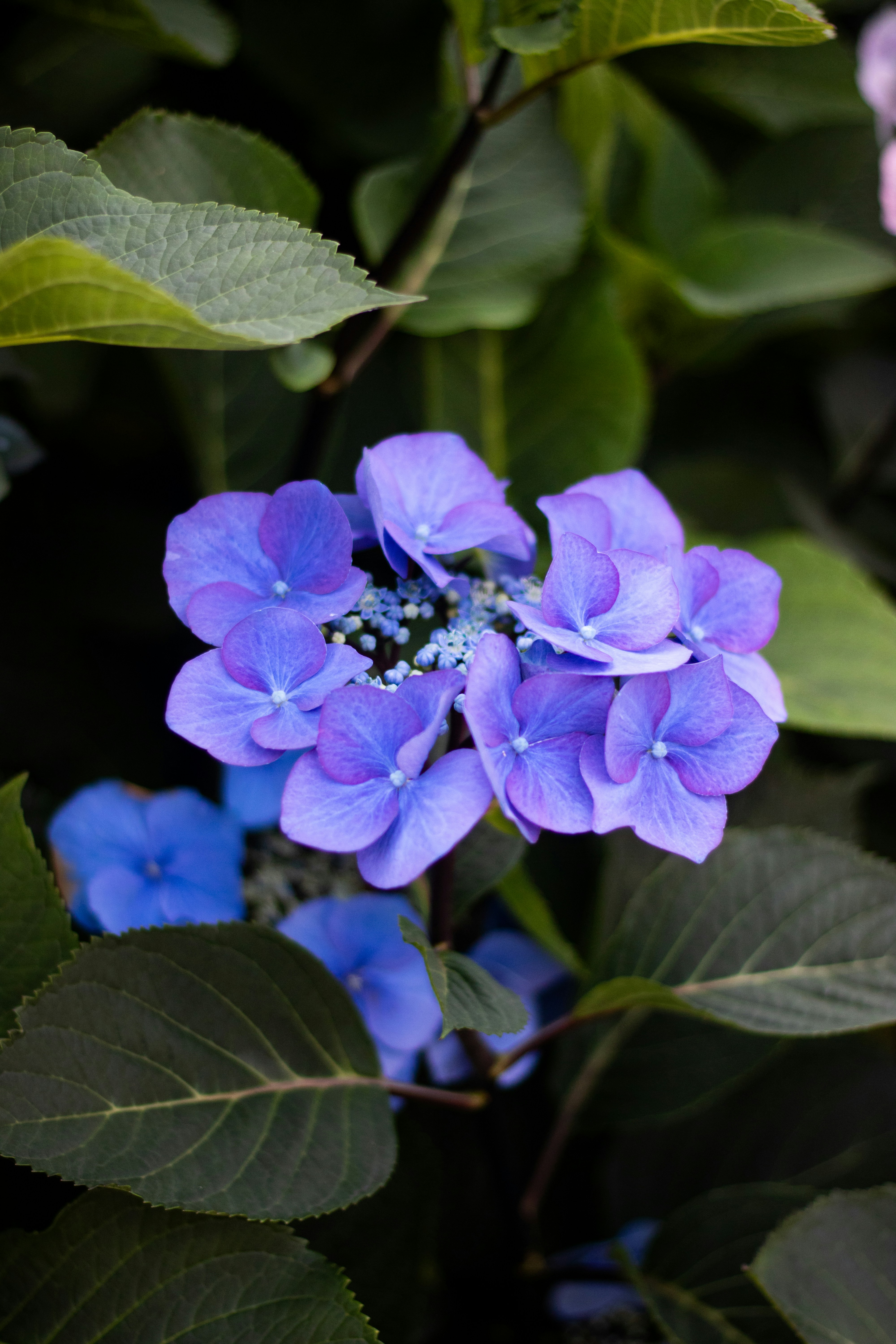 Blaue Hortensienblüten, die zwischen üppig grünen Blättern blühen