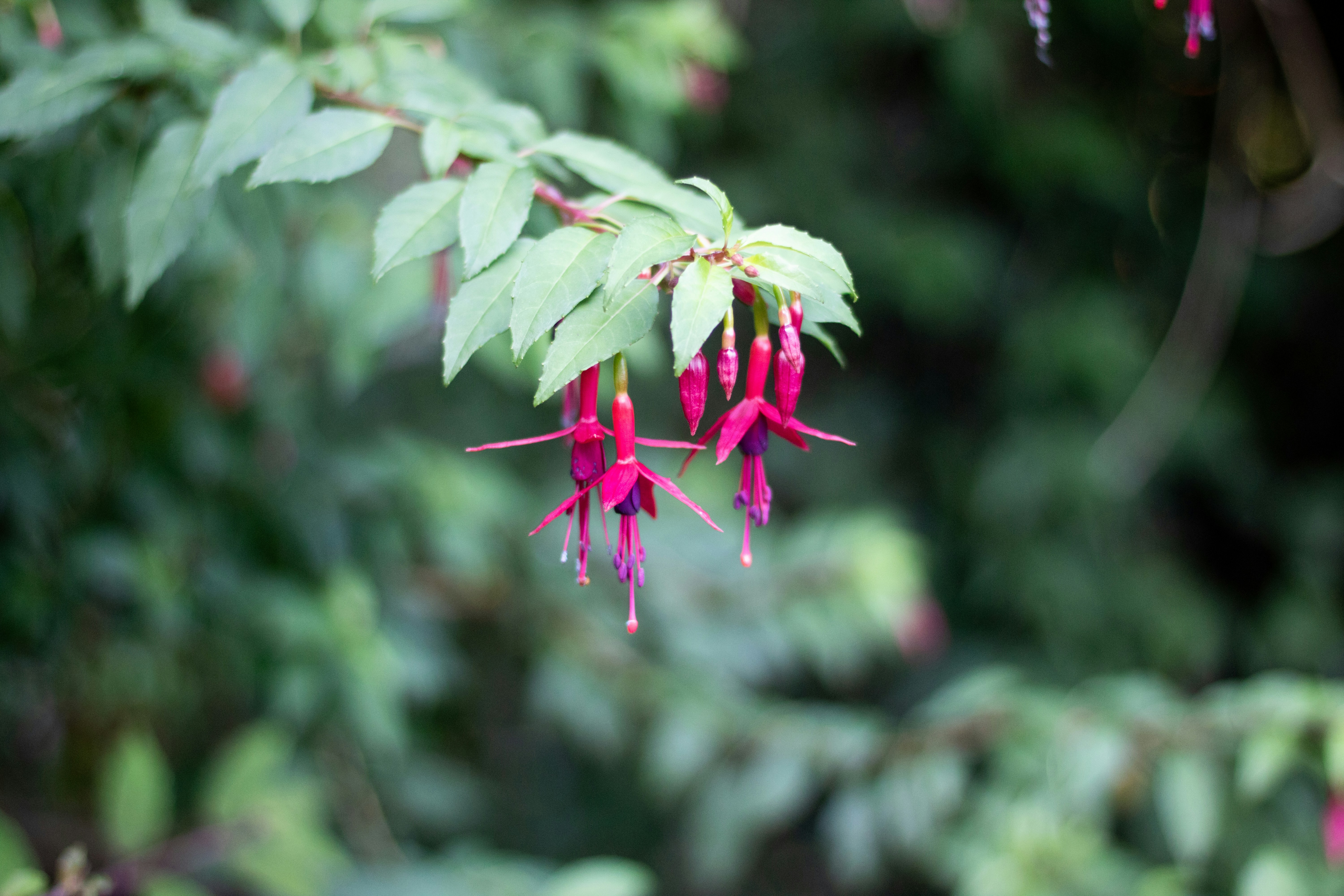 Leuchtend fuchsiafarbene Blüten, die an einem Ast mit grünen Blättern hängen