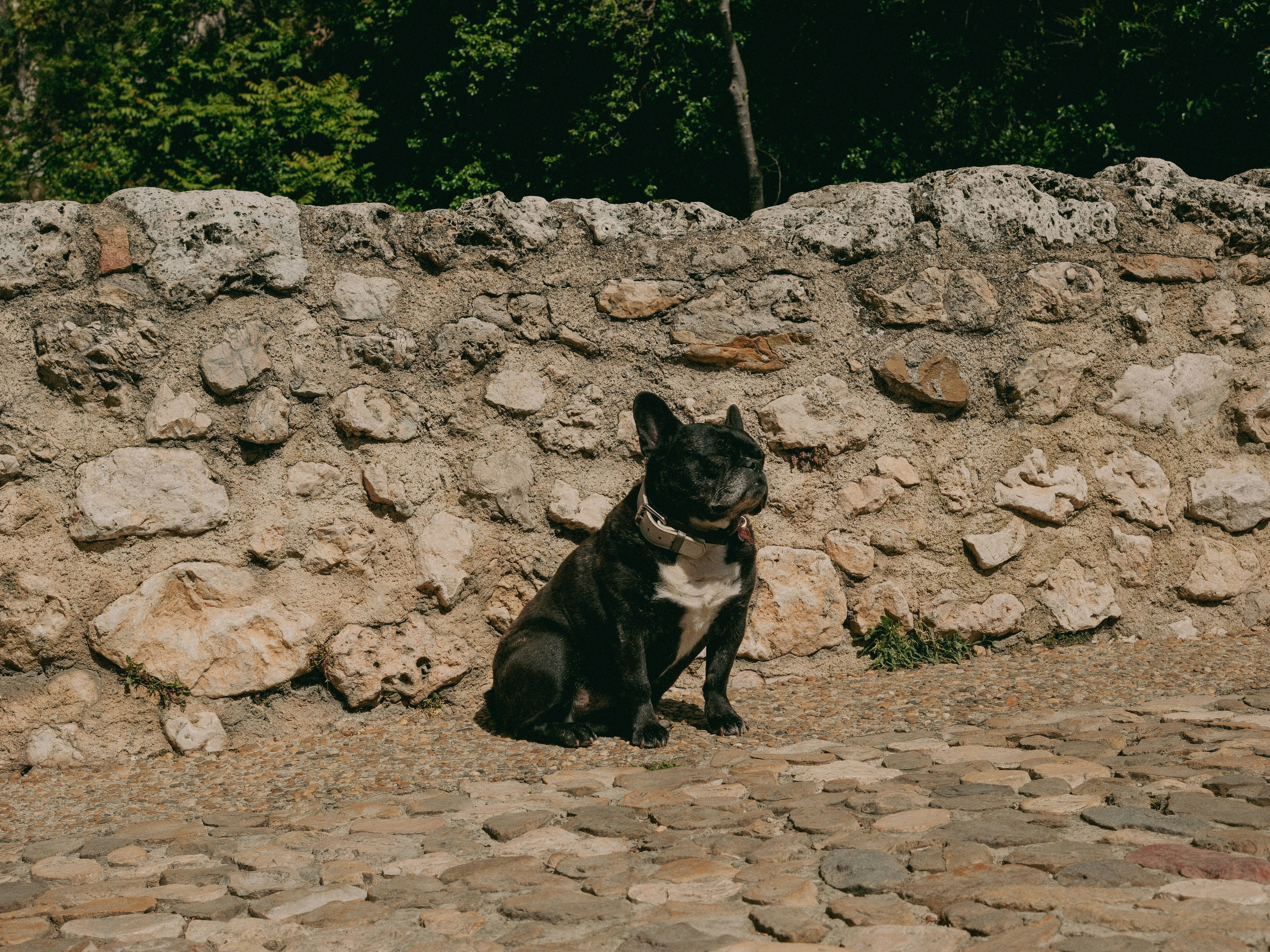 Keeping Your Frenchie Cool When Summer Turns Brutal
