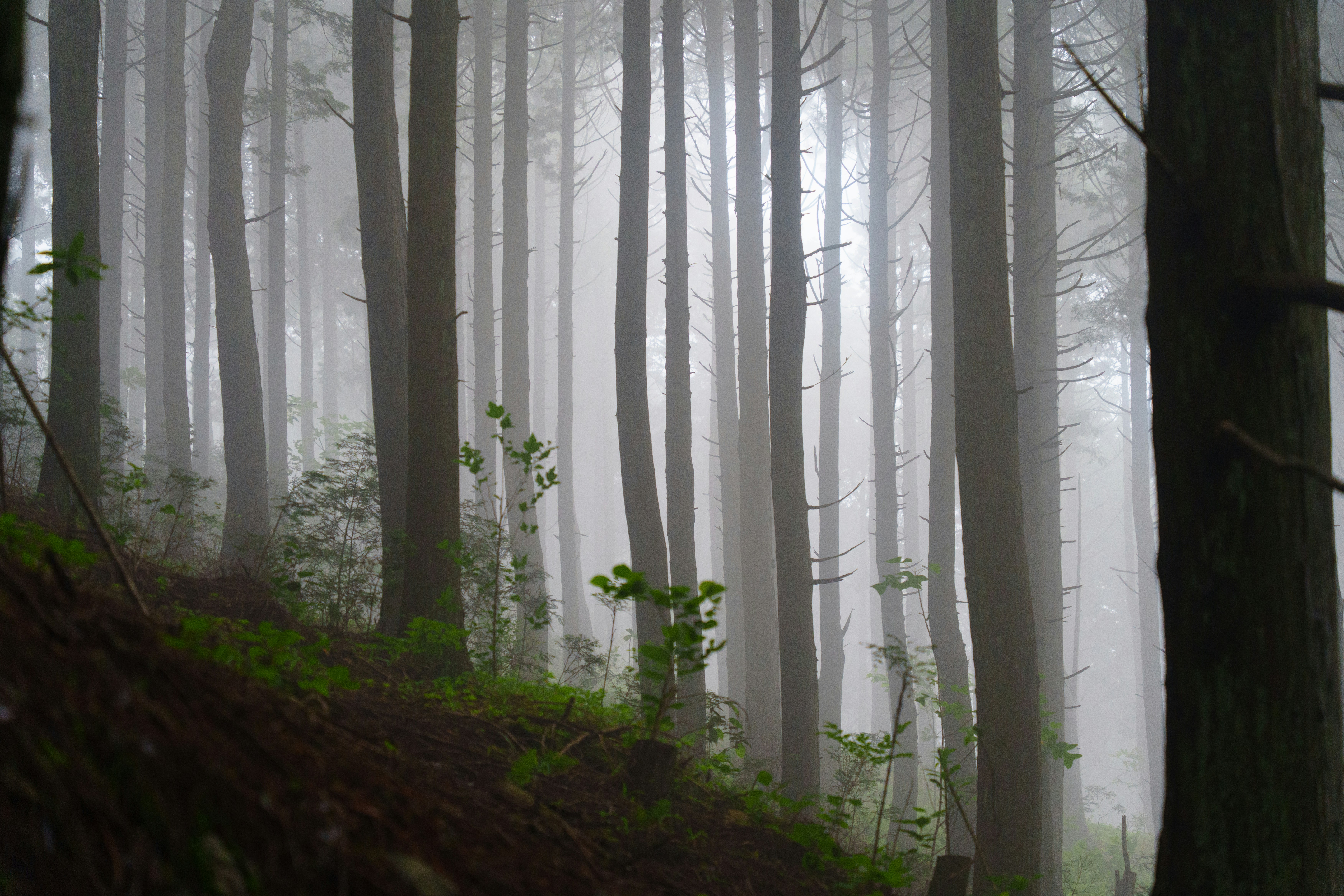 Tall trees shrouded in a serene, misty forest