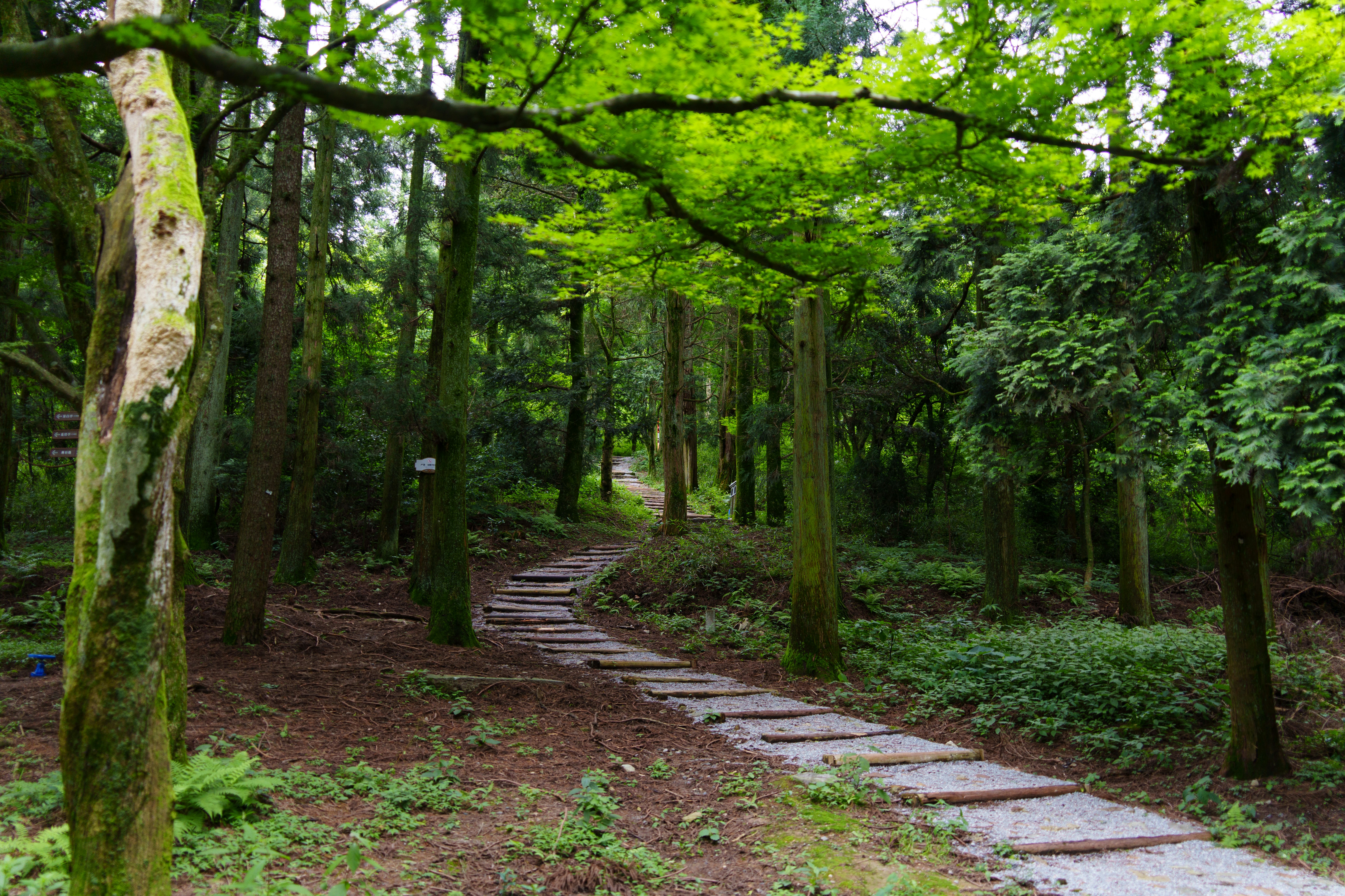 A winding stone path leads through a lush green forest