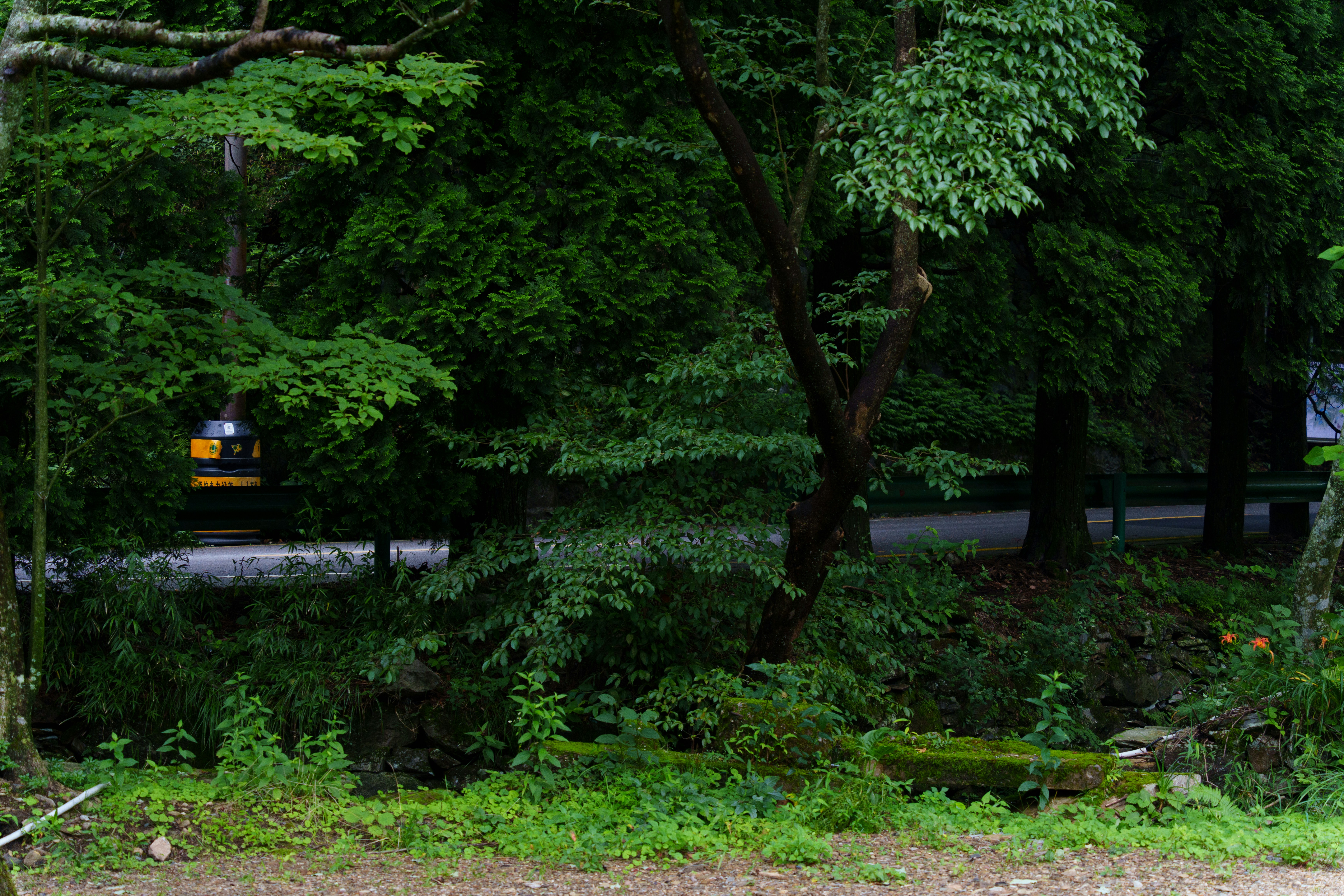 Lush green forest with a road and a yellow vehicle