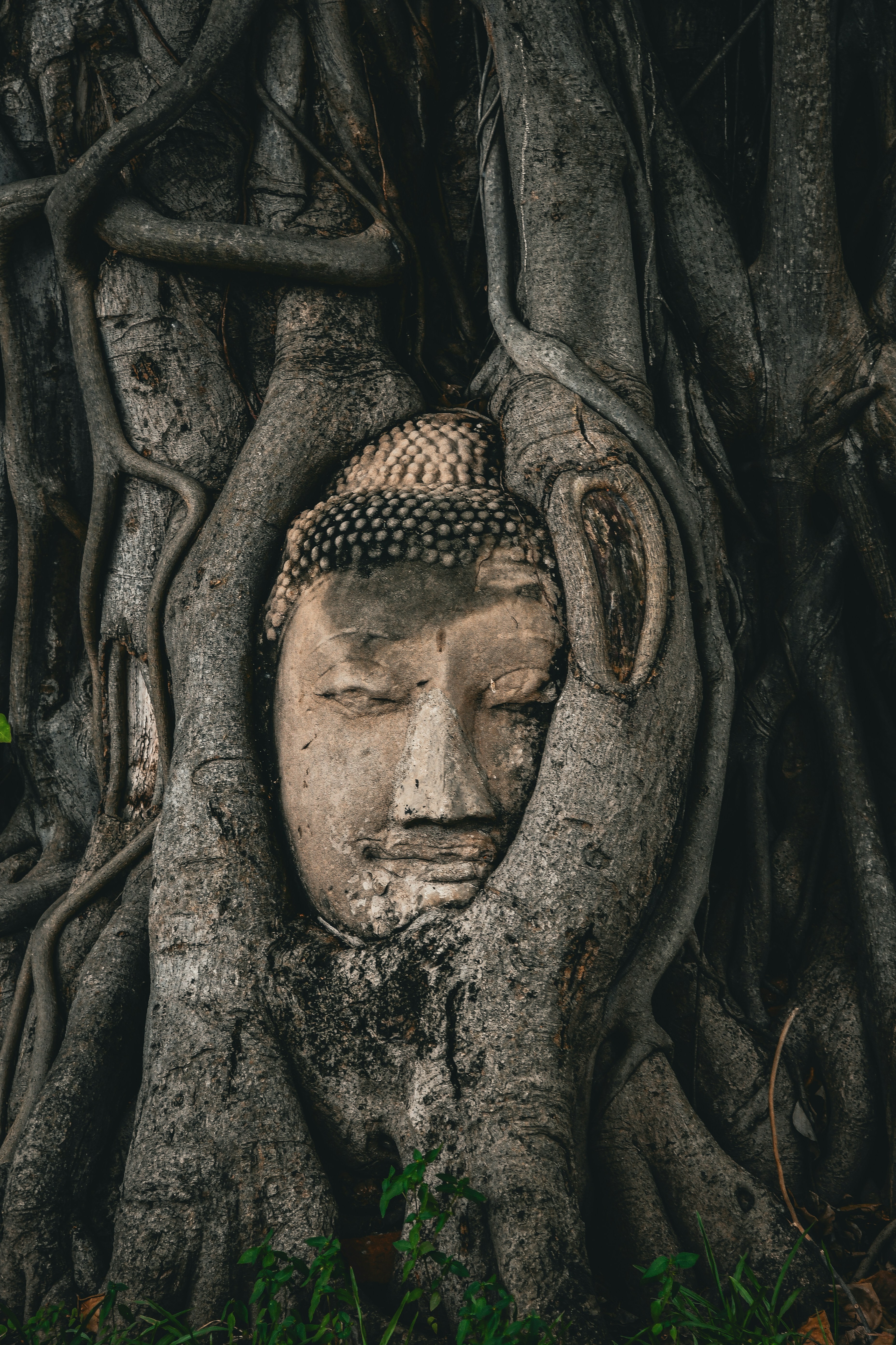 Ancient buddha head statue intertwined within tree roots.