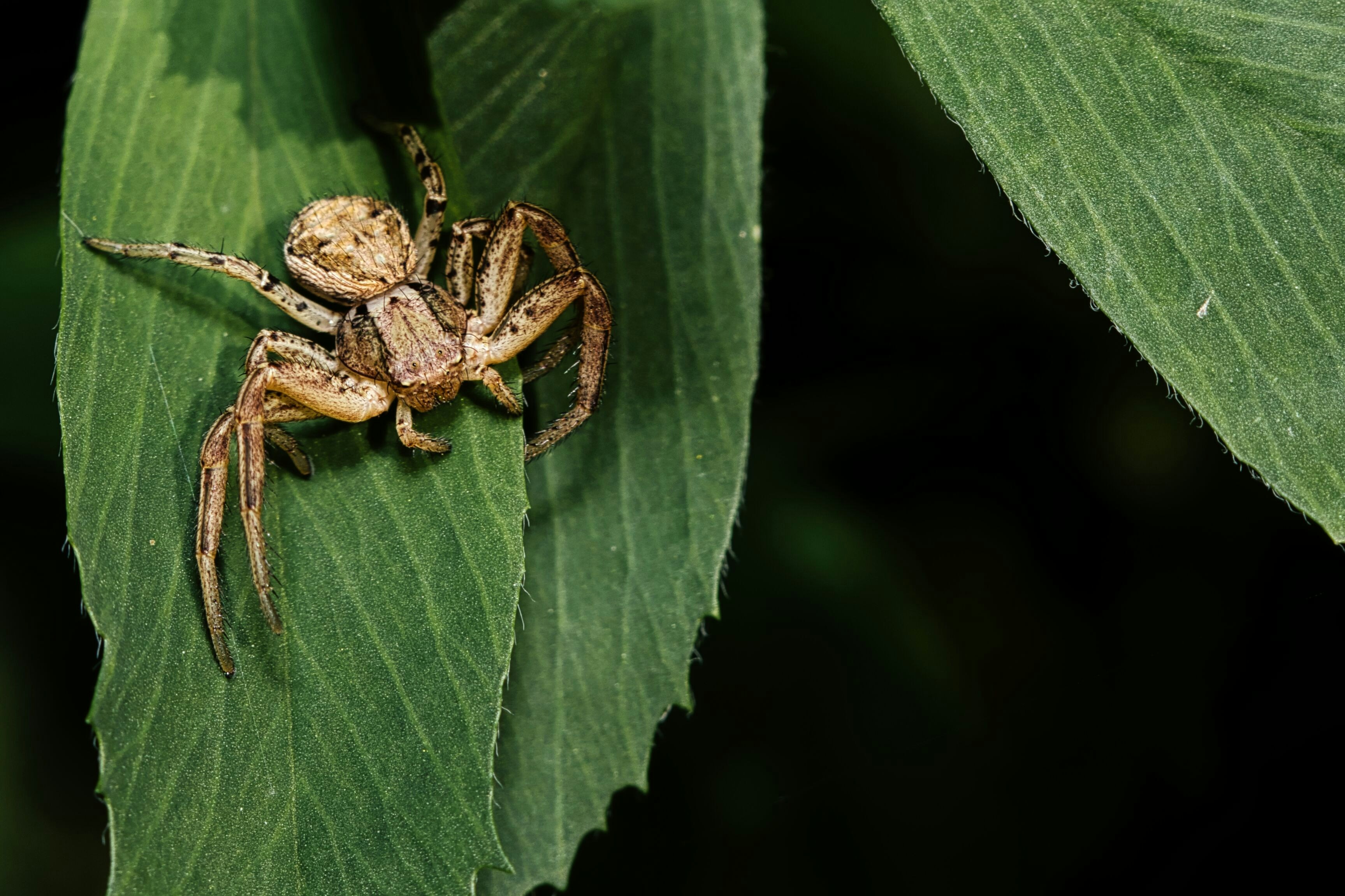 A small brown spider rests on a green leaf.