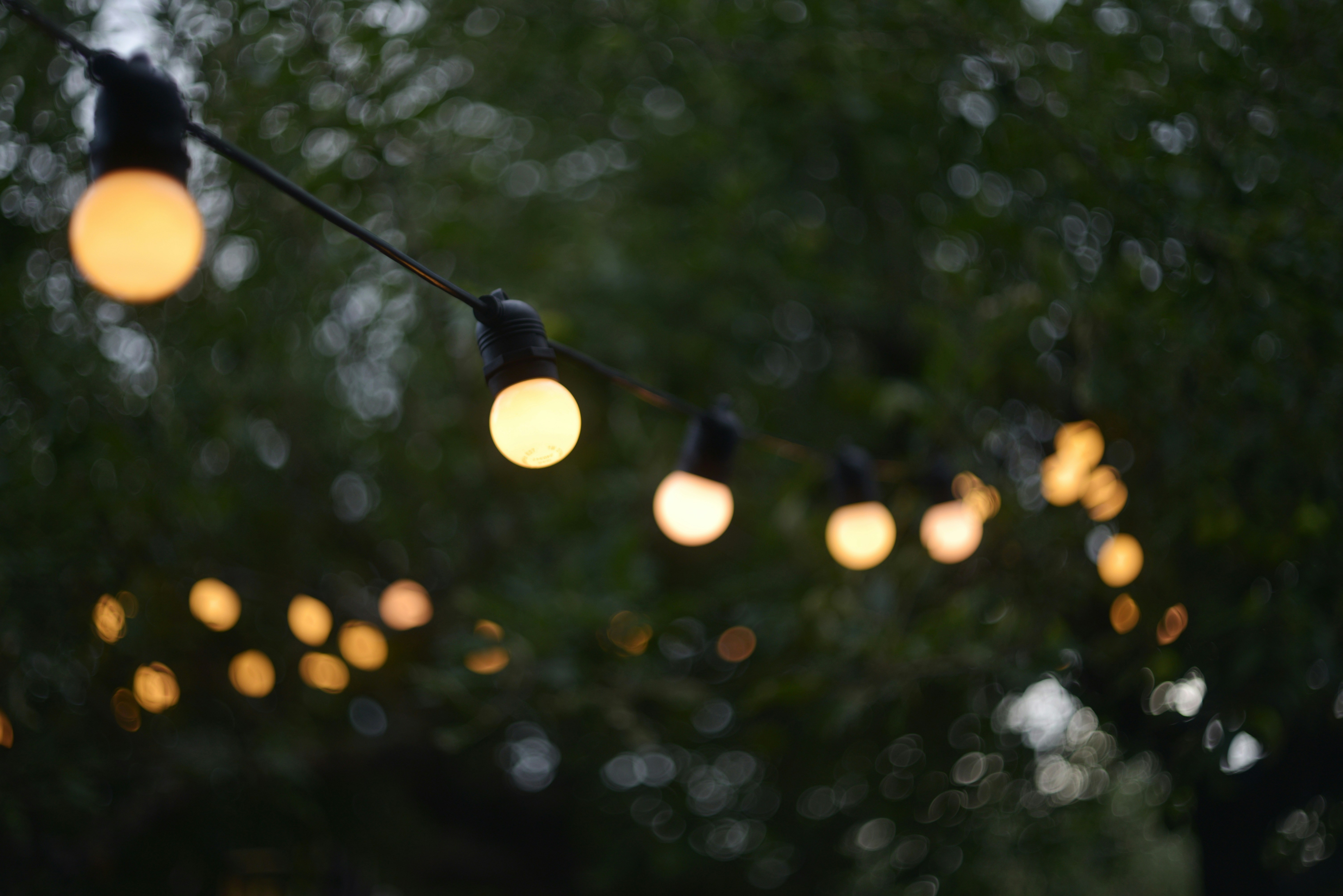 Out-of-focus string lights glowing against dark foliage
