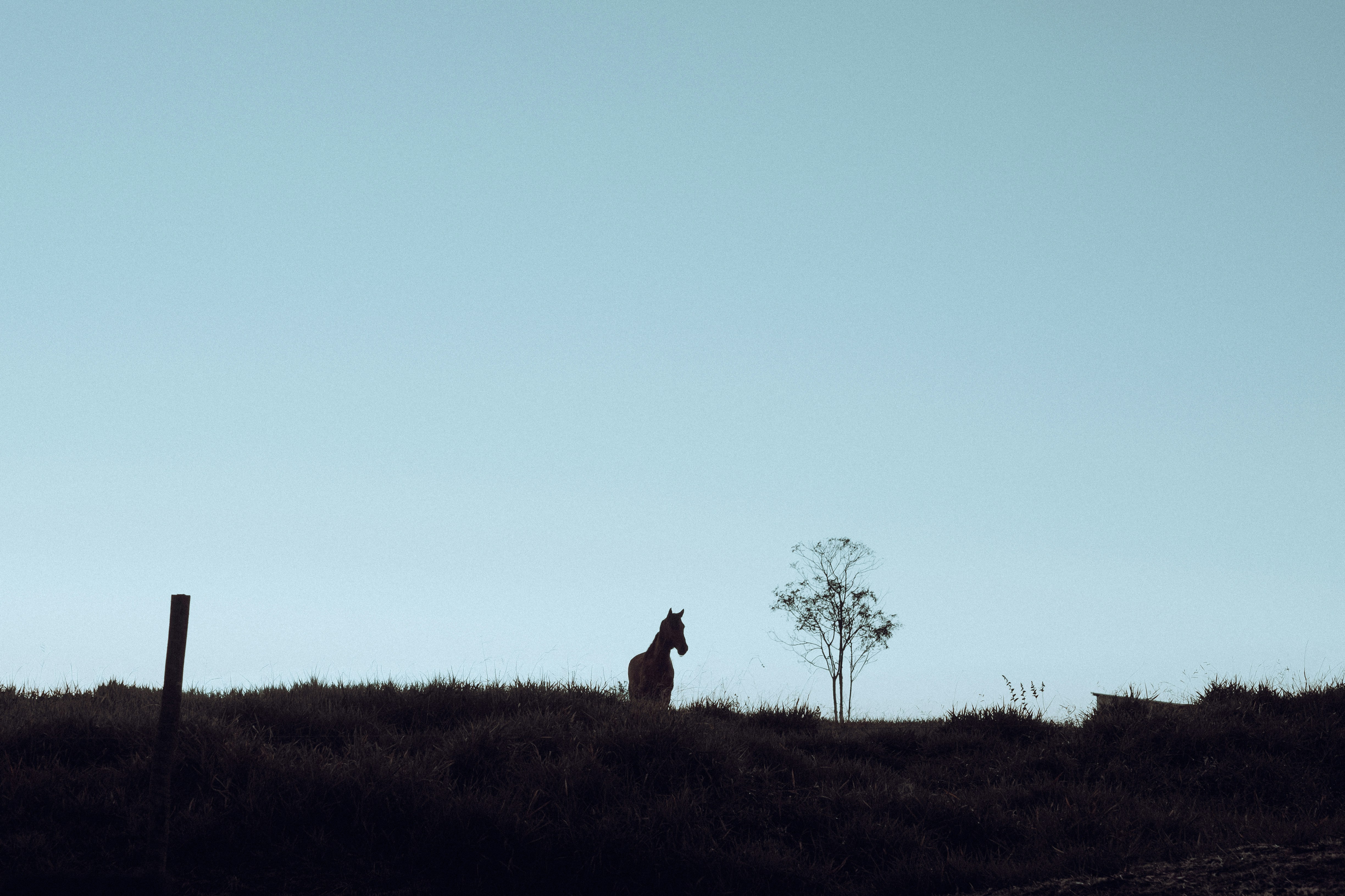 Black horse silhouette on hill against blue sky