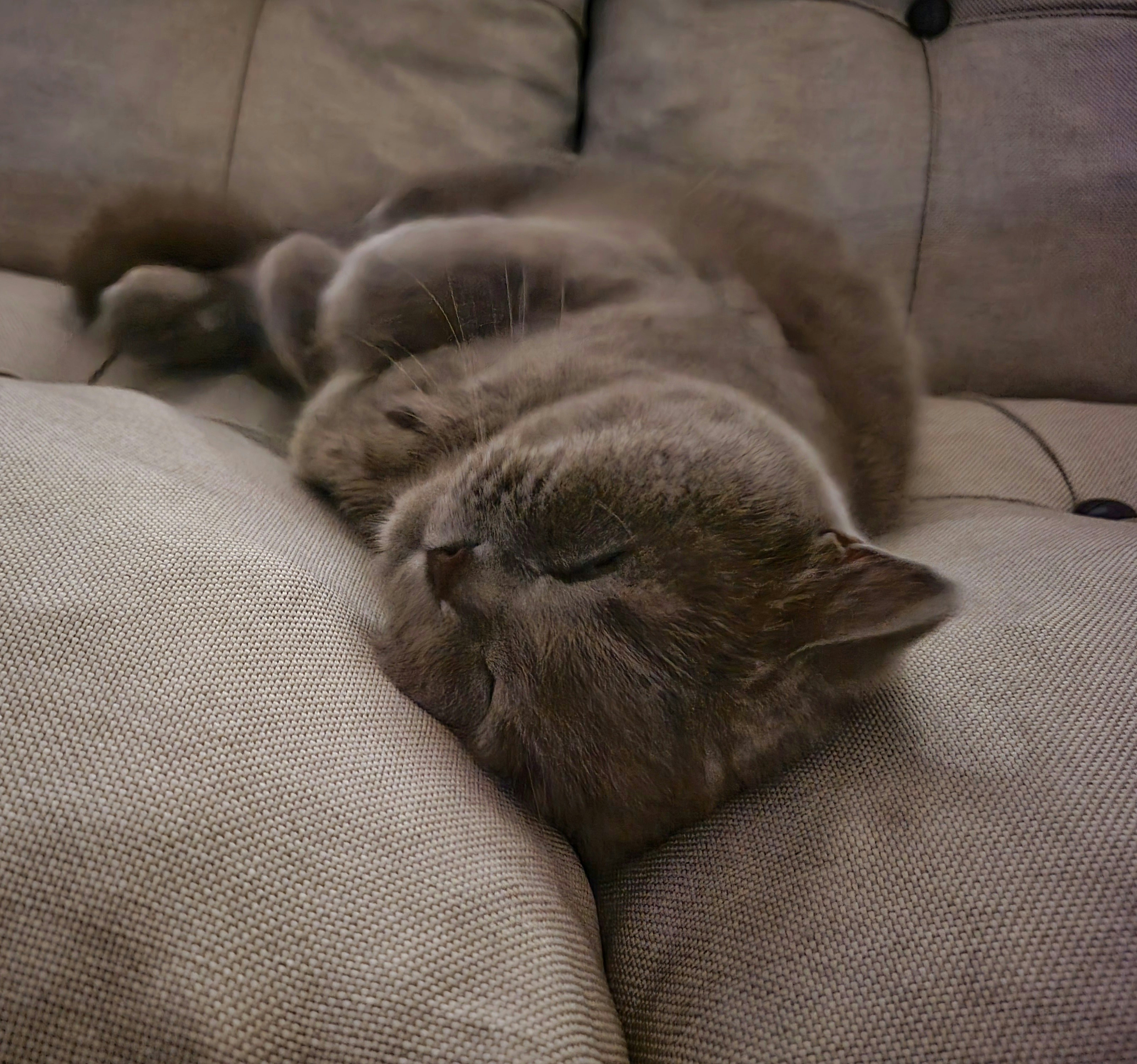 A cute cat sleeping soundly on a comfortable sofa