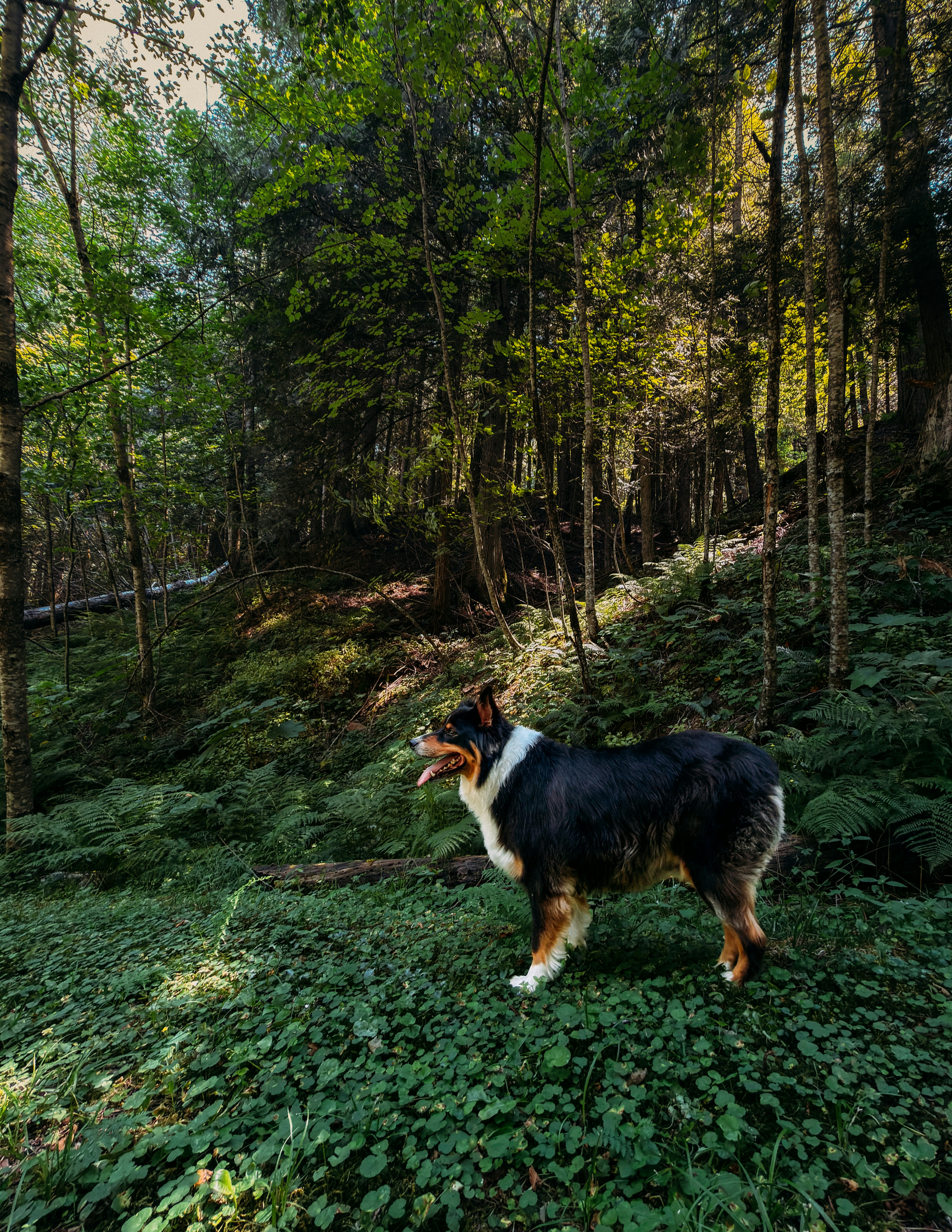 An australian shepherd stands in a sunlit forest