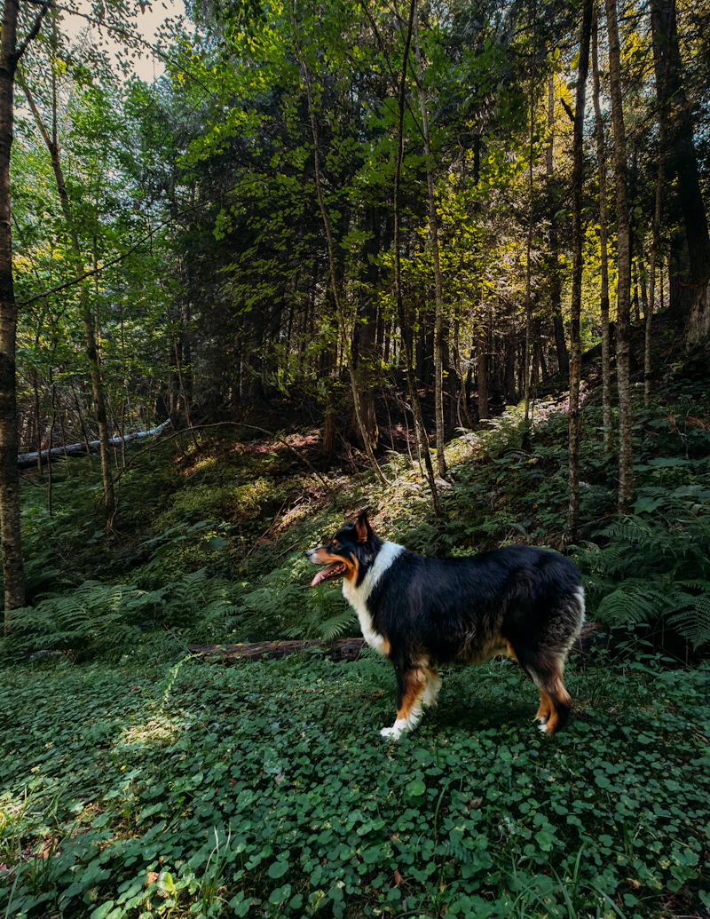 Dara, a black tri from our March 2024 litter, standing in a sunlit wood