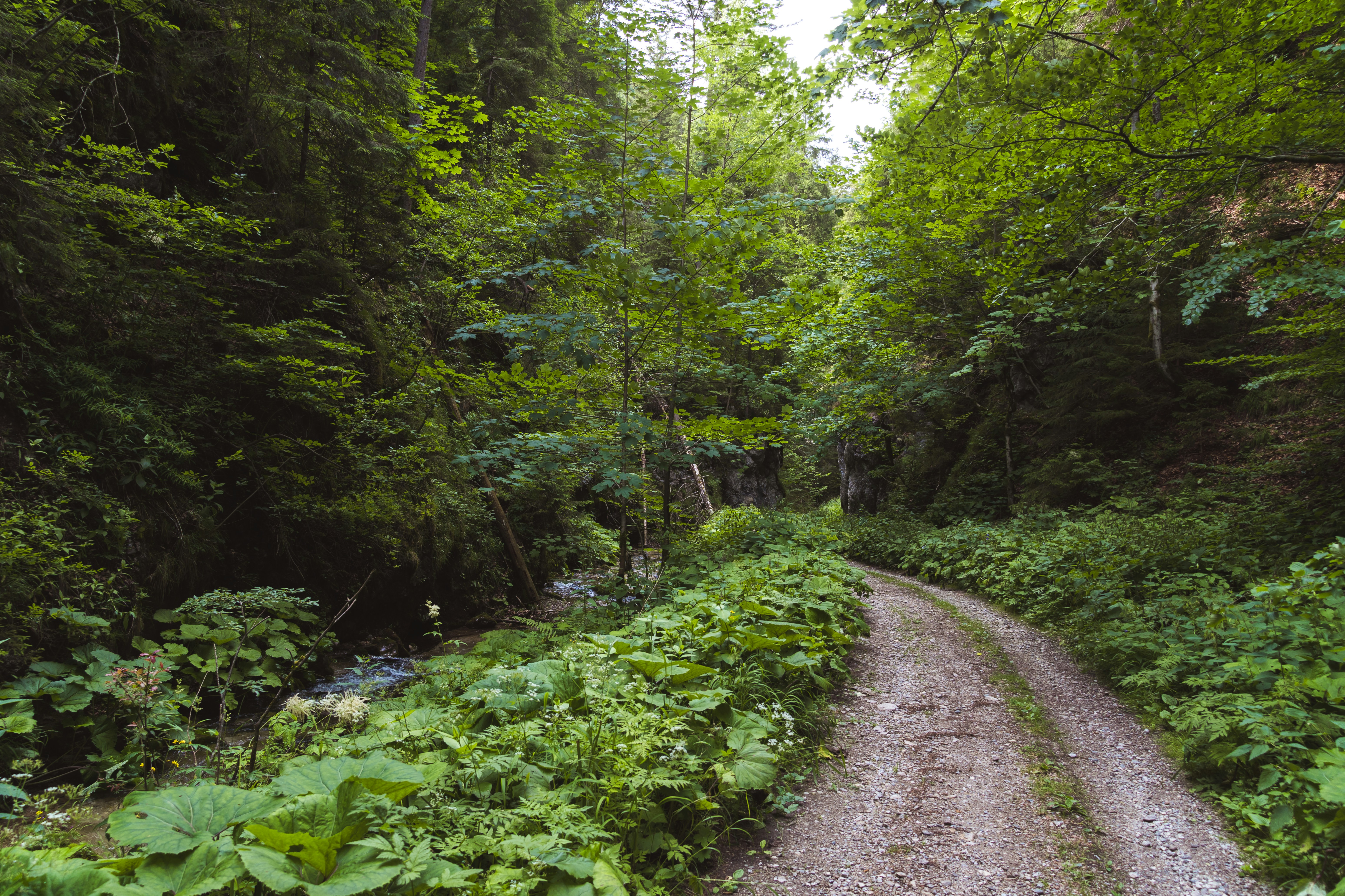 Gravel track winding through leafy green trees