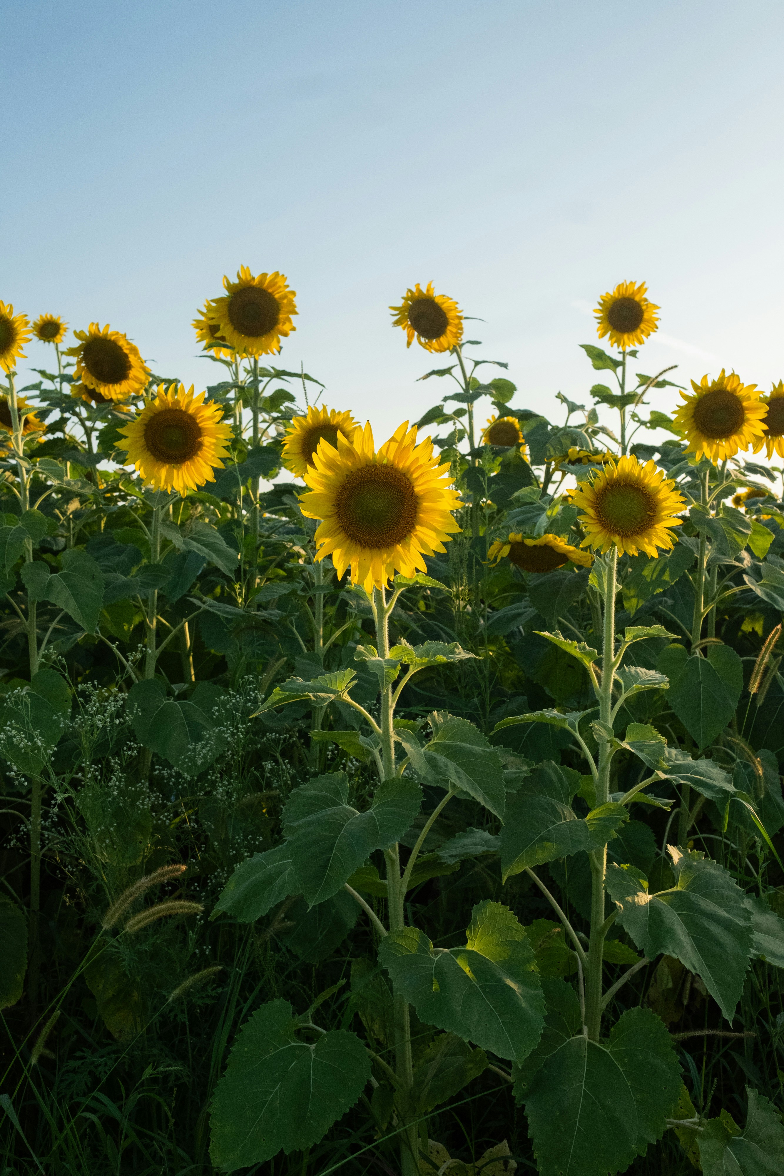 A field of vibrant sunflowers under a clear sky