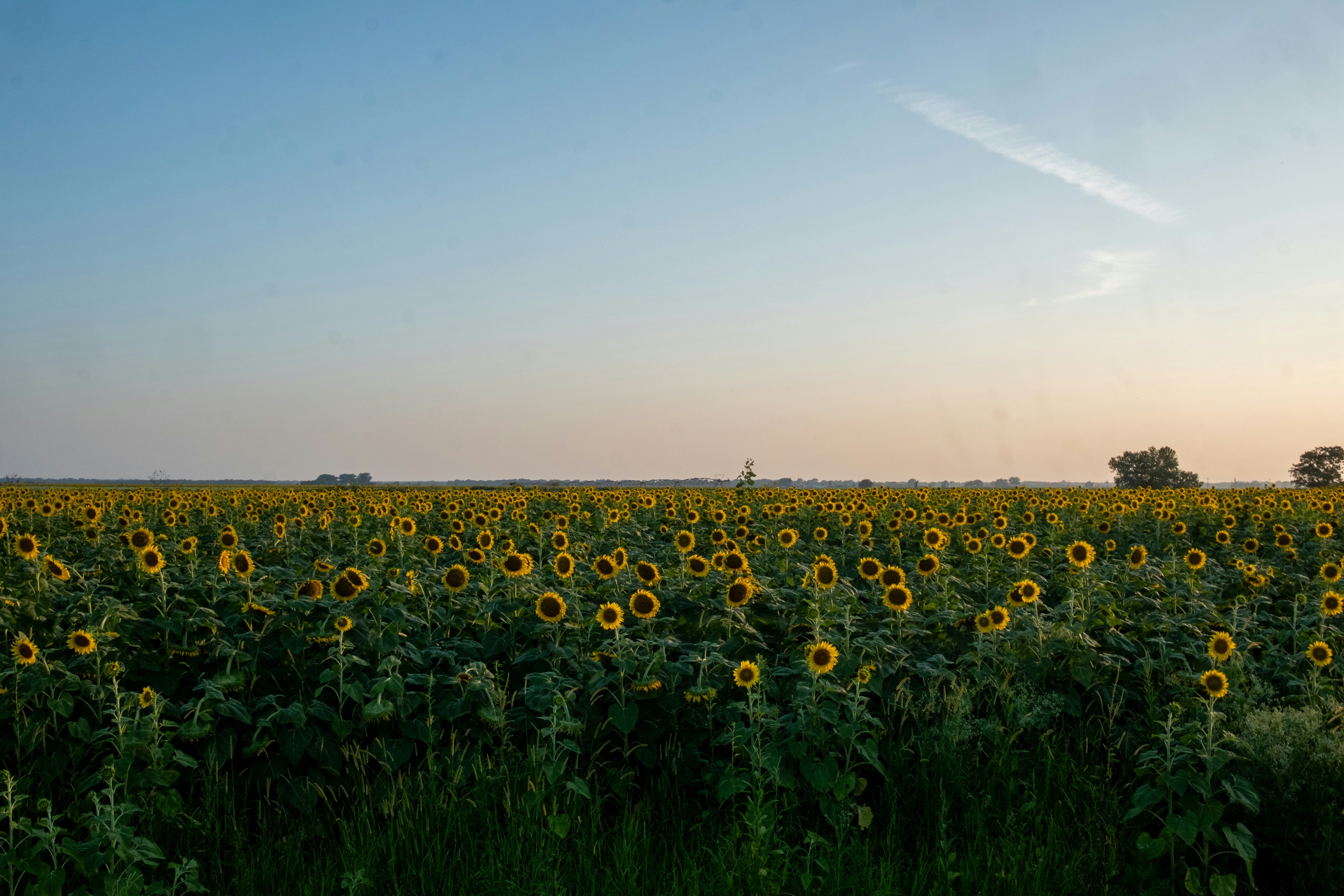 A vast field of sunflowers under a clear blue sky