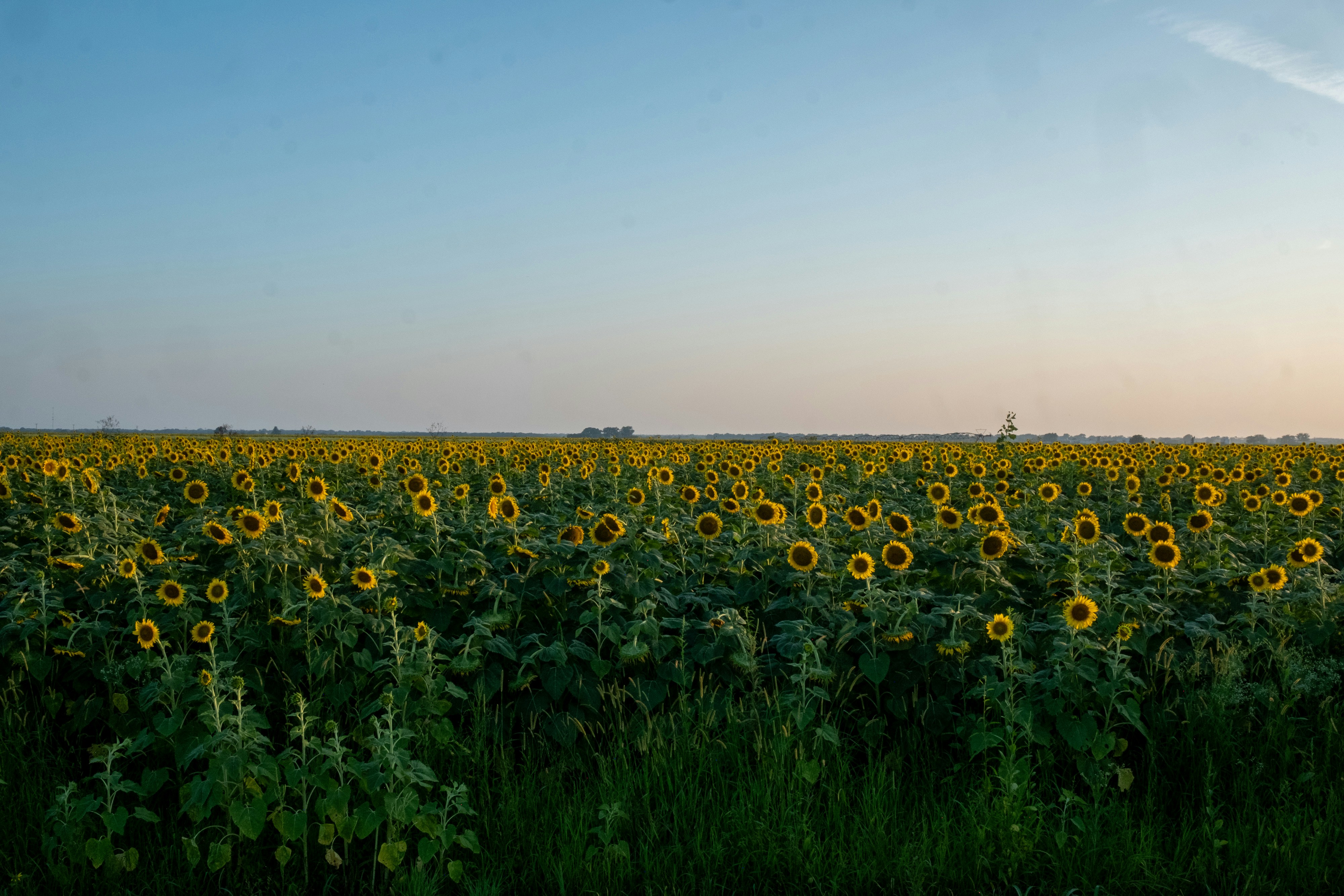Field of sunflowers under a clear blue and orange sky