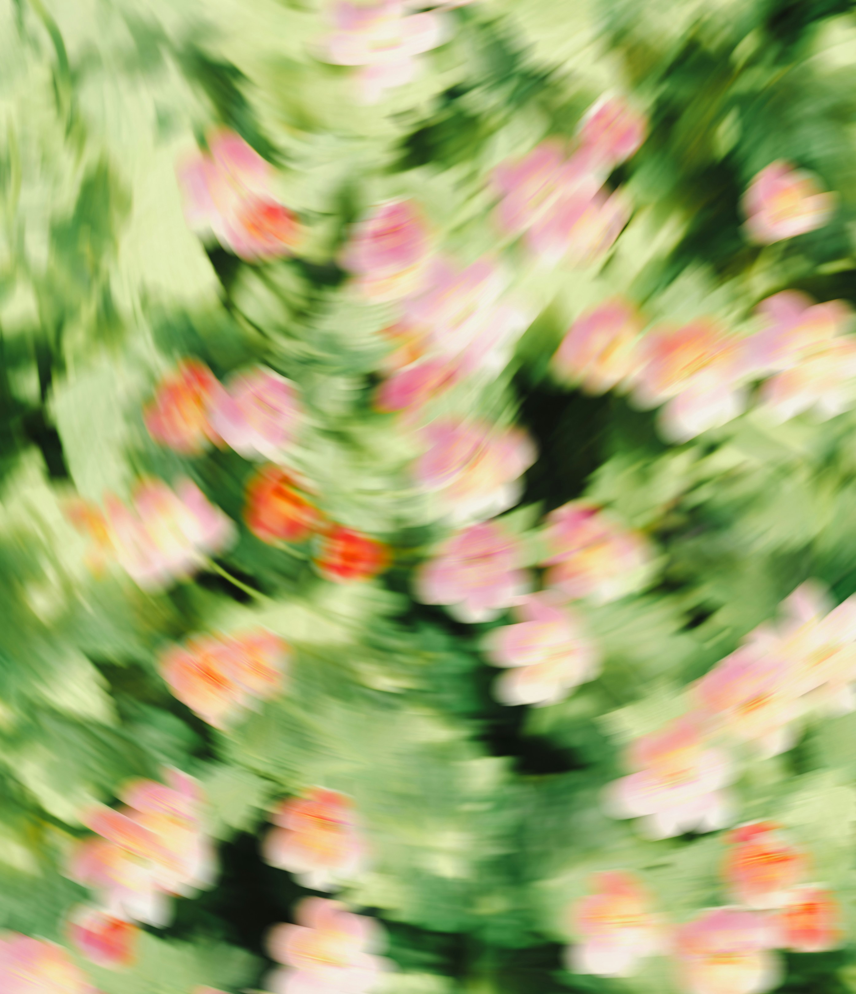 Blurred pink and orange flowers with green foliage - 相关推荐