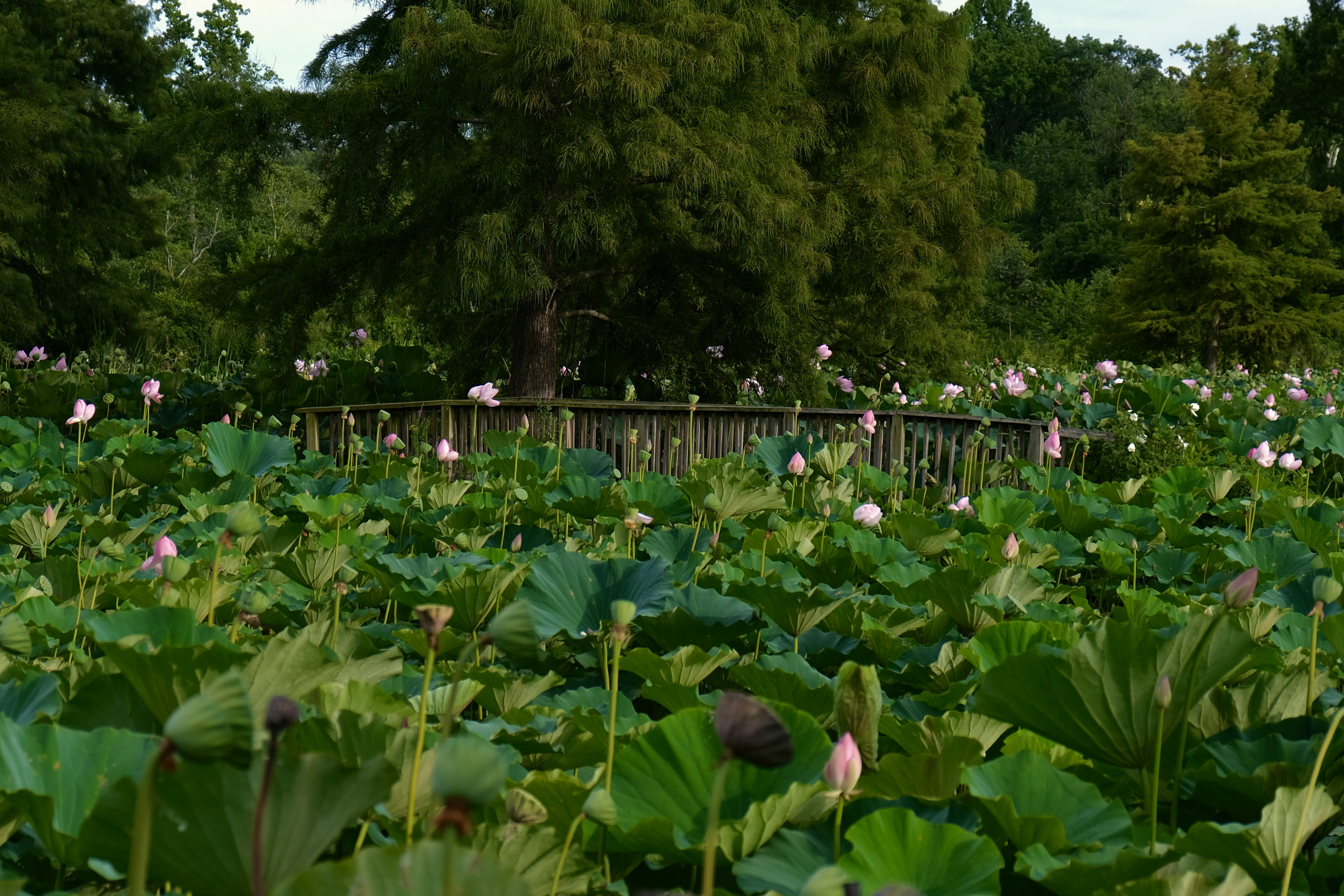 Pink lotus flowers and green leaves fill a serene pond - Free Photo on ...