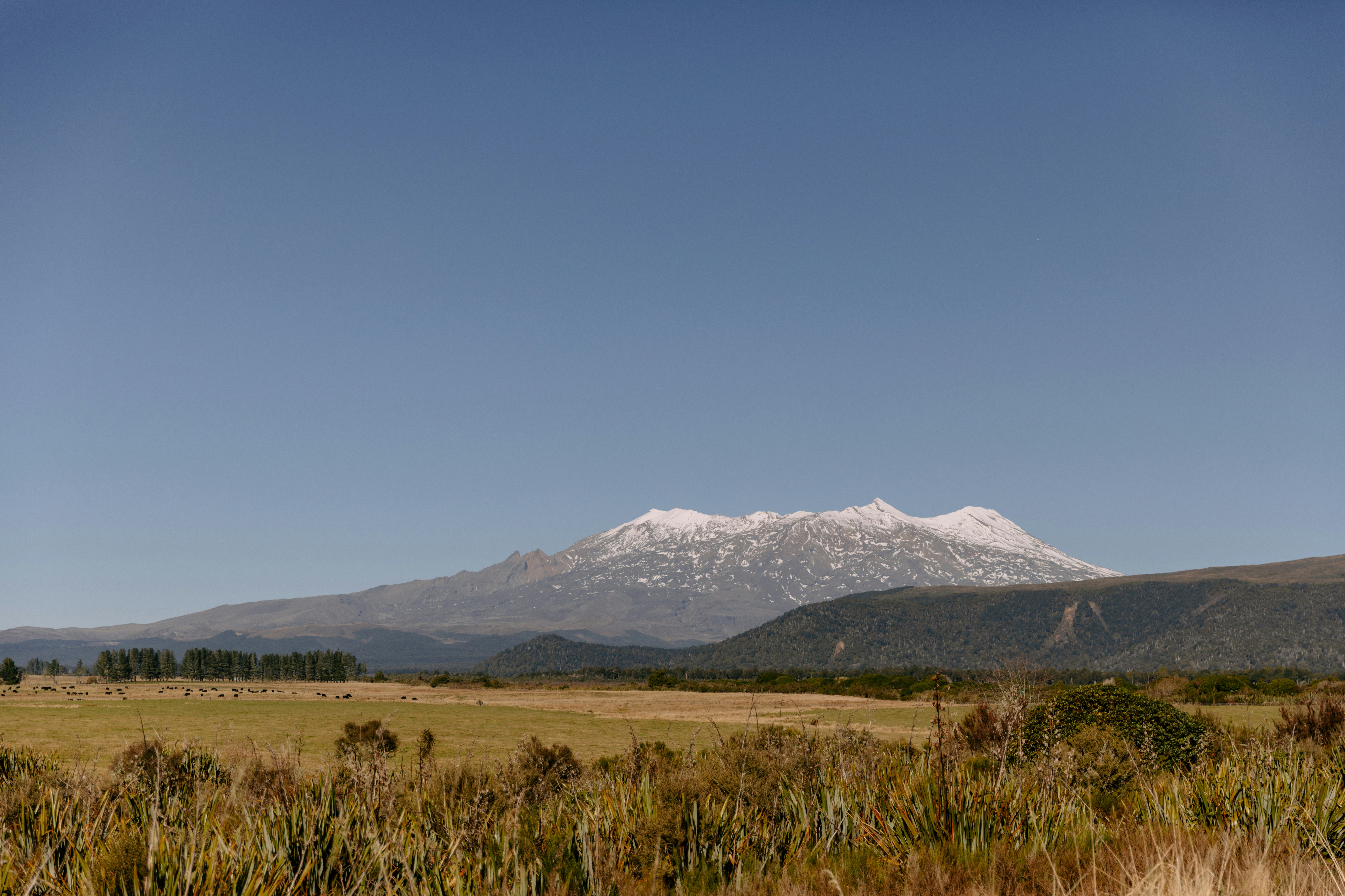 Majestic snow-capped mountain overlooks a vast grassy landscape.