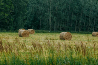 Hay bales in a green field with a forest background.
