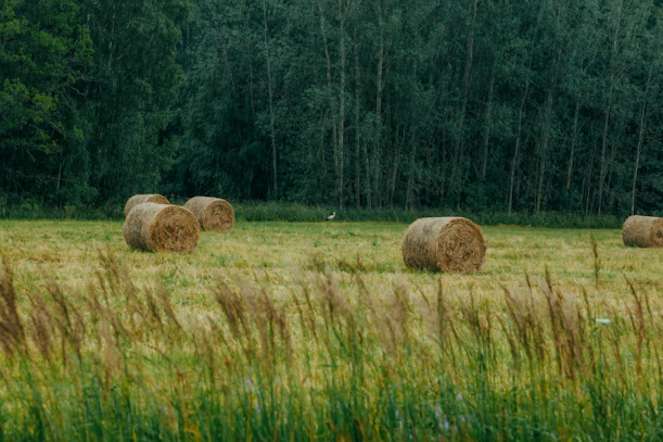 Hay bales in a green field with a forest background.