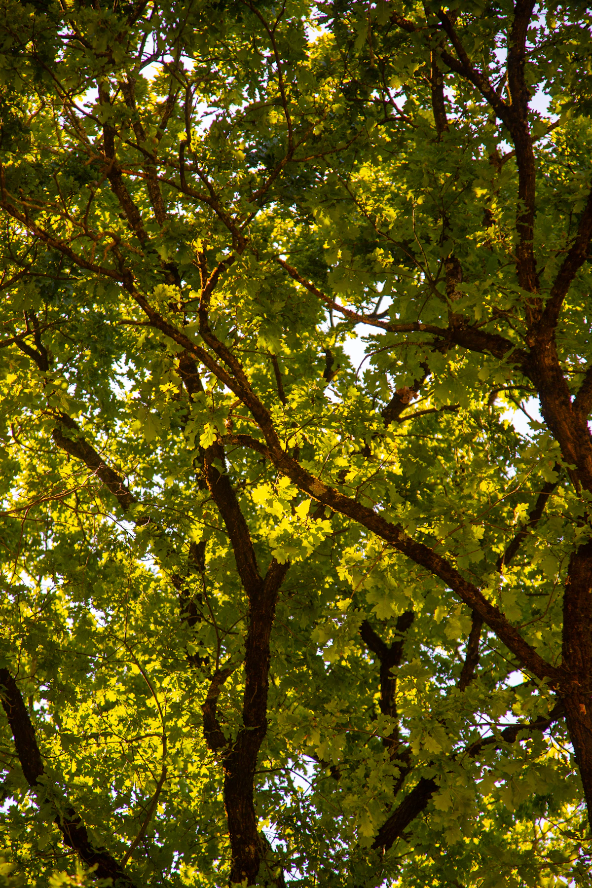 Sunlight filtering through a healthy, full green canopy