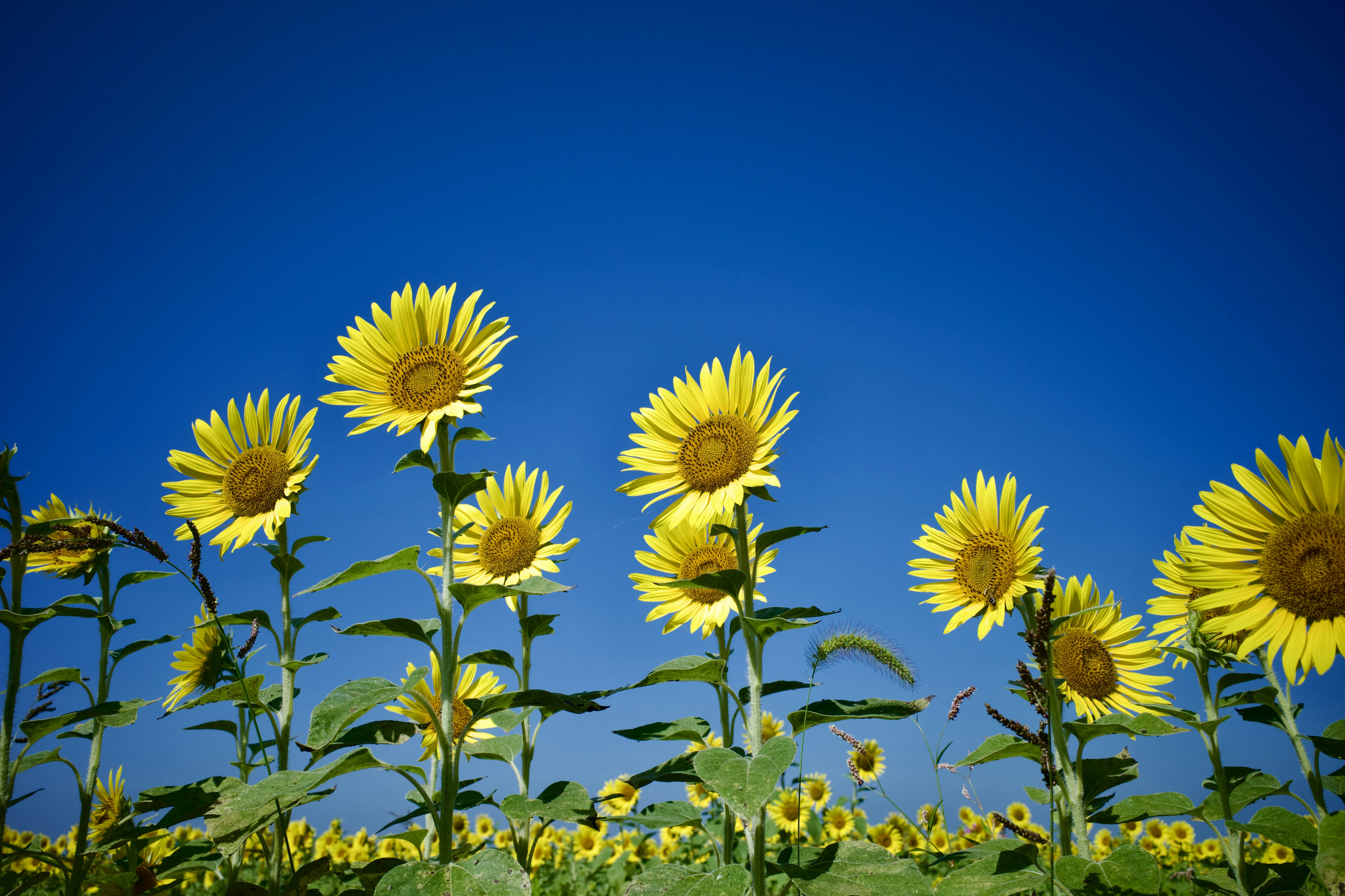 A vibrant field of sunflowers under a clear blue sky