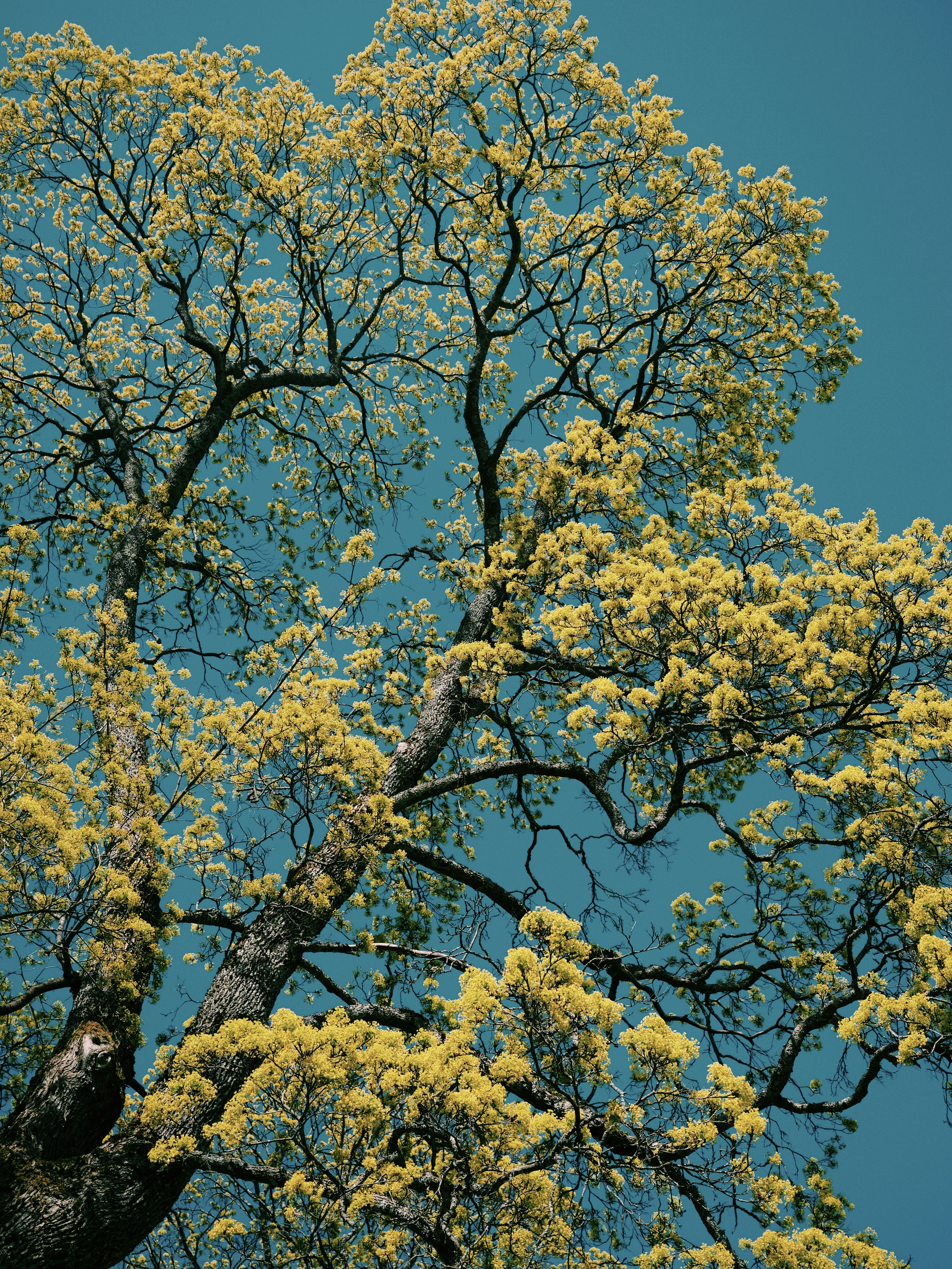A tree with yellow leaves against a vibrant blue sky