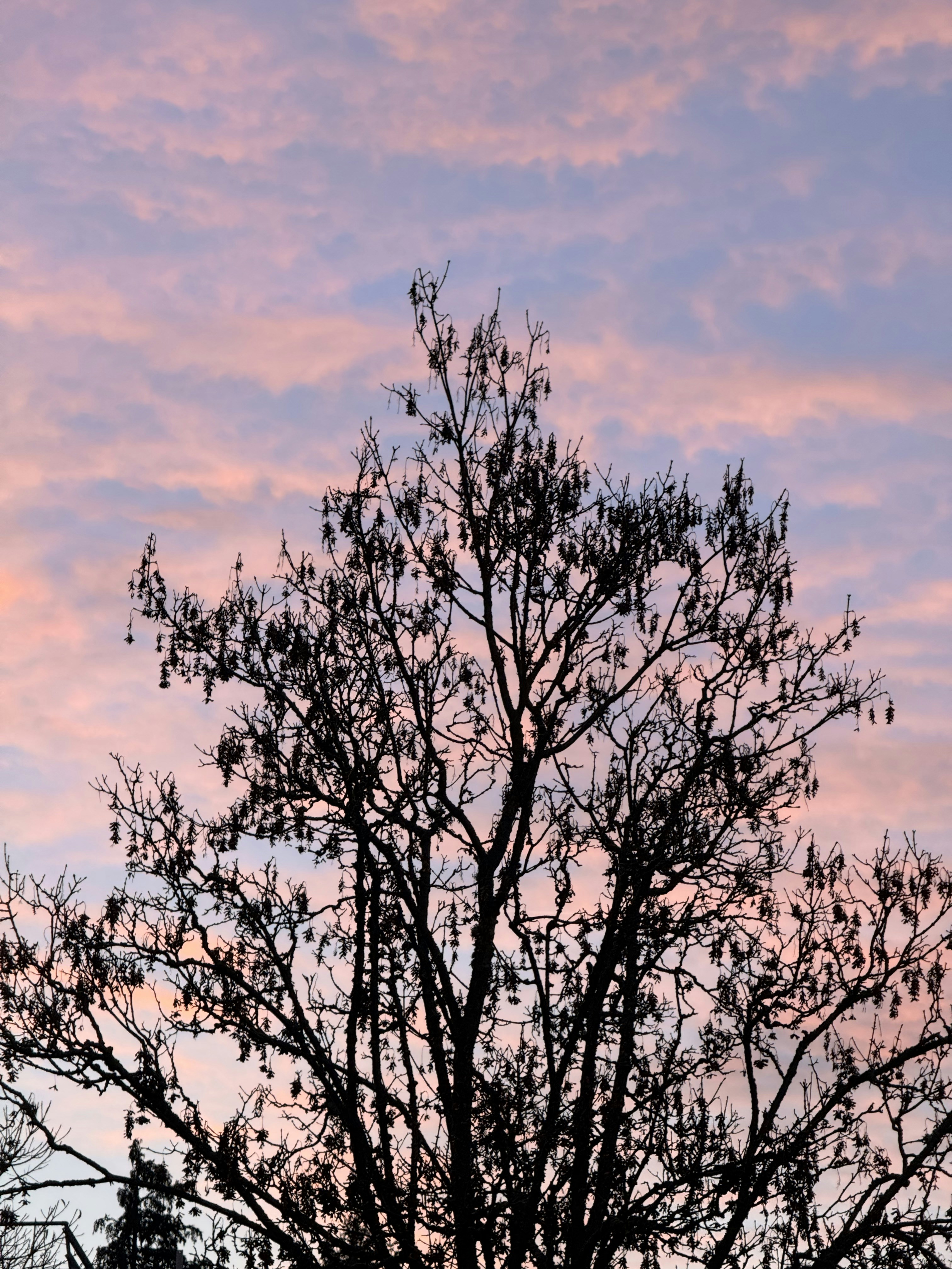 Bare tree silhouette against a pink and blue sunset.
